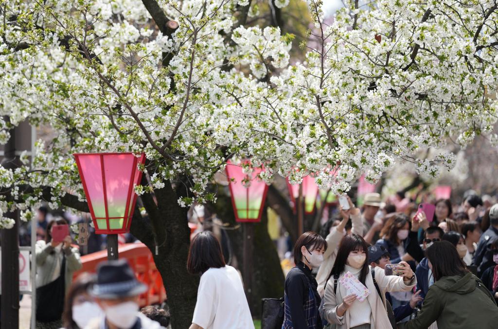 春のアーチ…大阪・造幣局で「桜の通り抜け」始まる - YouTube