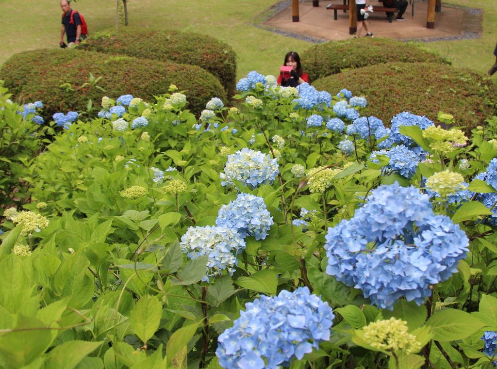 アジサイ色鮮やか 黒羽城址公園 栃木 産経ニュース
