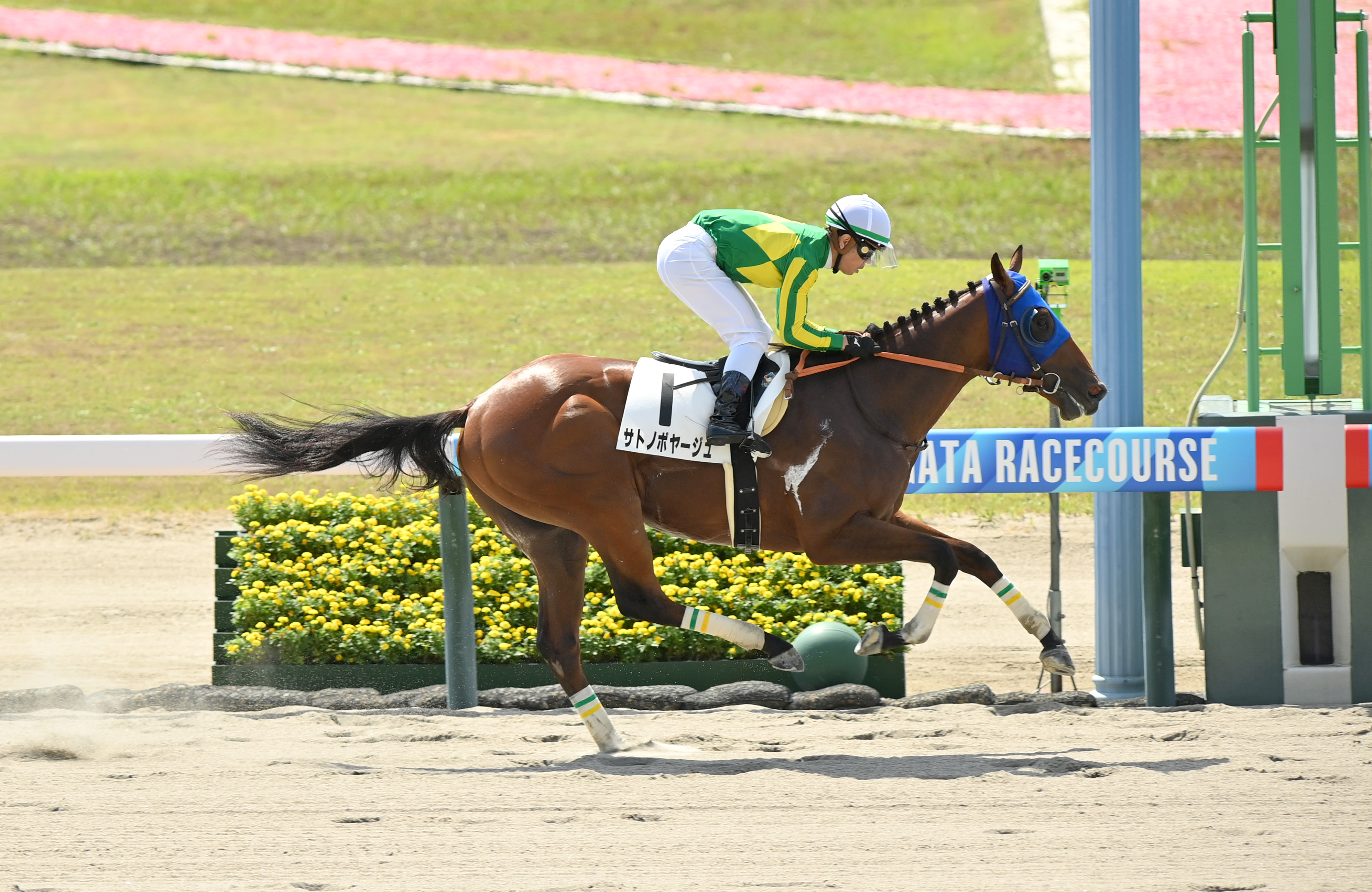 2歳未勝利・新潟1R】サトノボヤージュが2歳コースレコードで大差