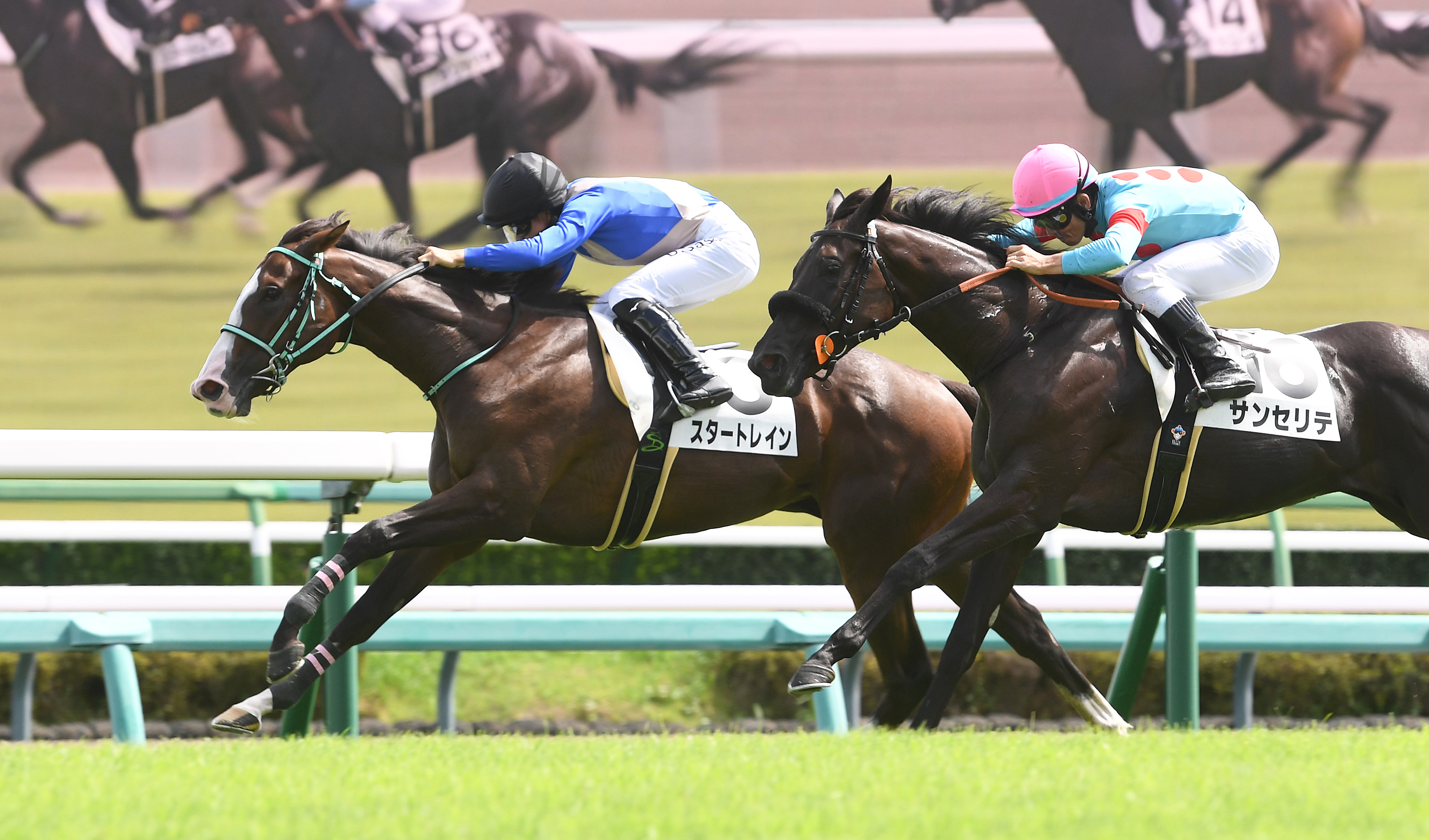 2歳新馬・中山5R】スタートレインが堂々逃げ切り！仕切り直しの一戦をV