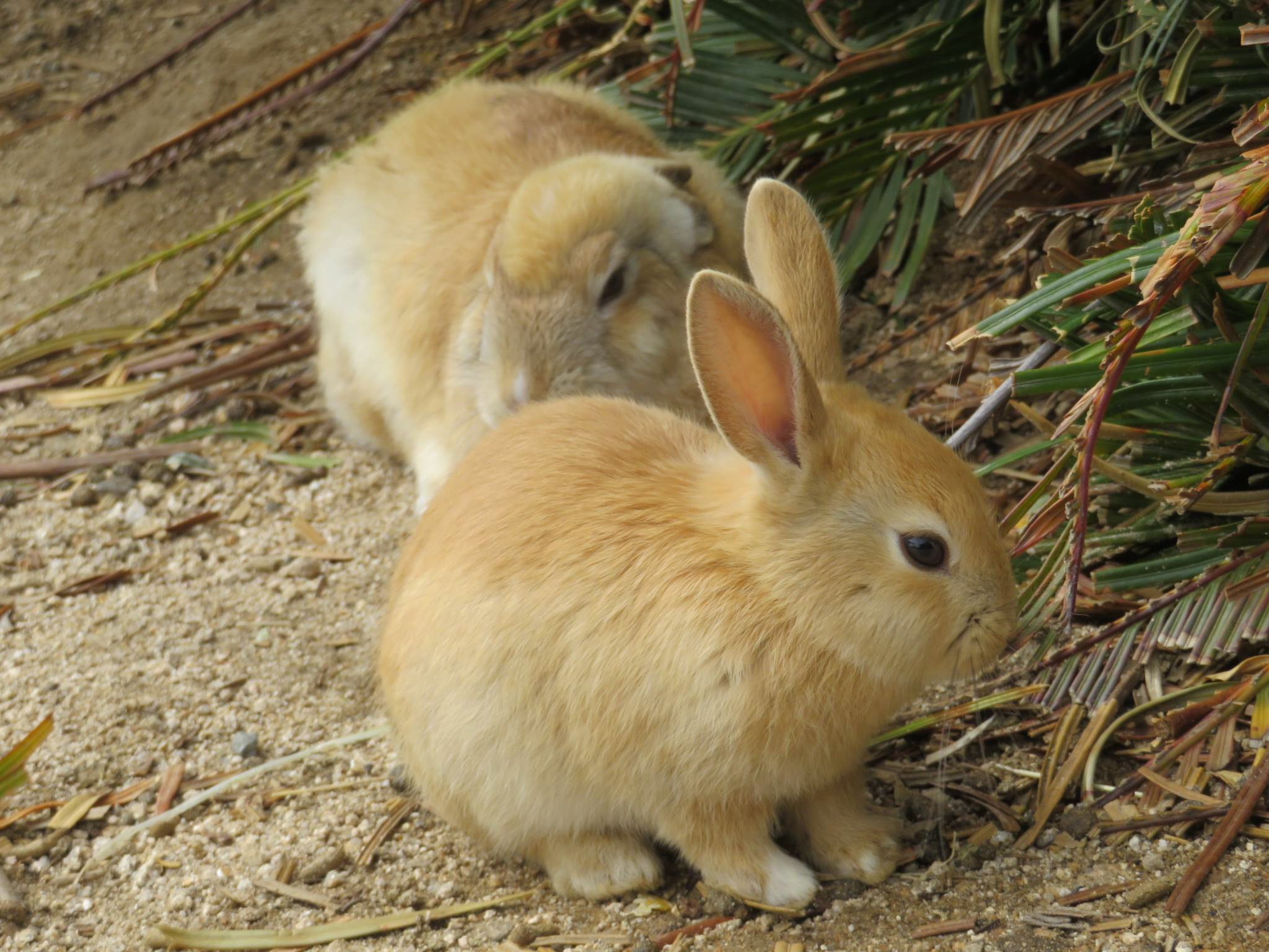 自分は異常だ」…ウサギ虐待男が公判で明かした身勝手な動機と衝撃の