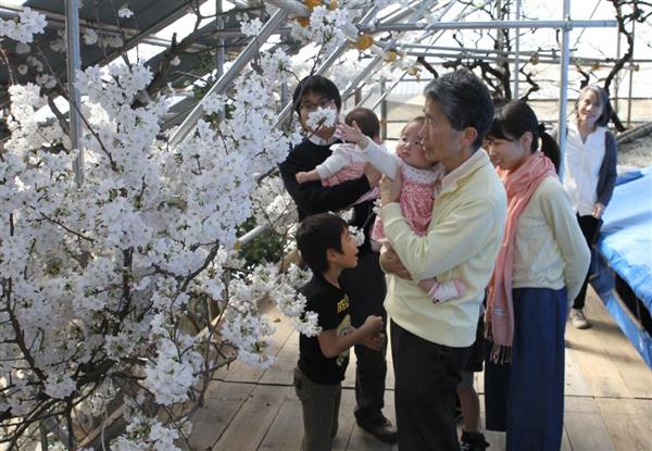 目線の高さにサクラ 奈良の 藤間家住宅 が花見スポットに 産経ニュース
