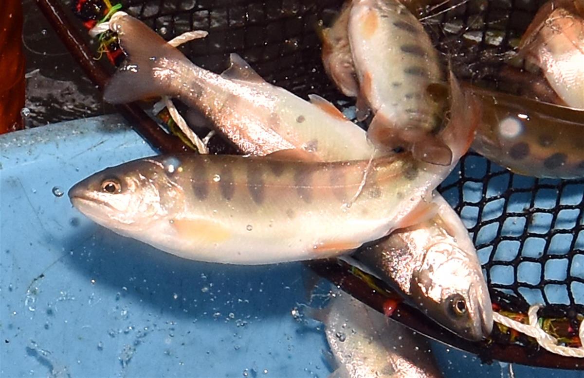 ヤマメを 生きたまま通販 山梨 小菅村 コロナで養魚場が密に 1 2ページ イザ