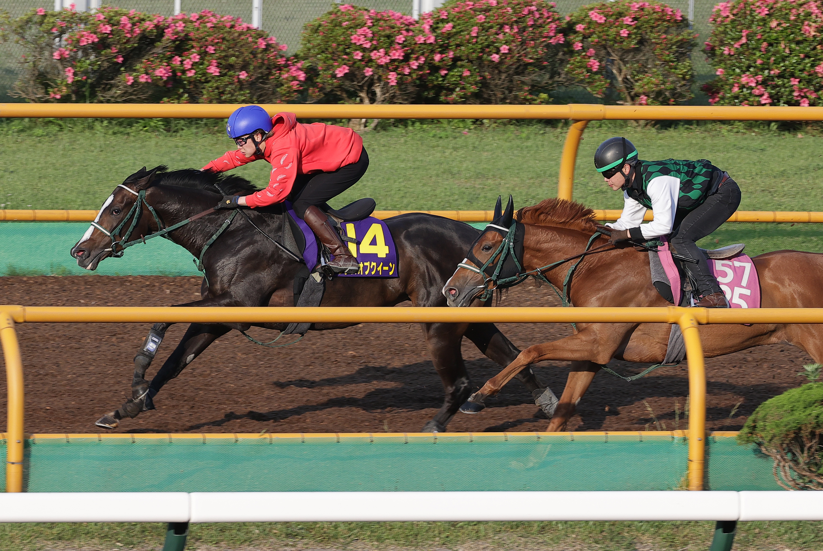 JRA記念品☆新品 2歳新馬・中京2R】コニーアイランドが人気に応えて快勝 姉は3冠