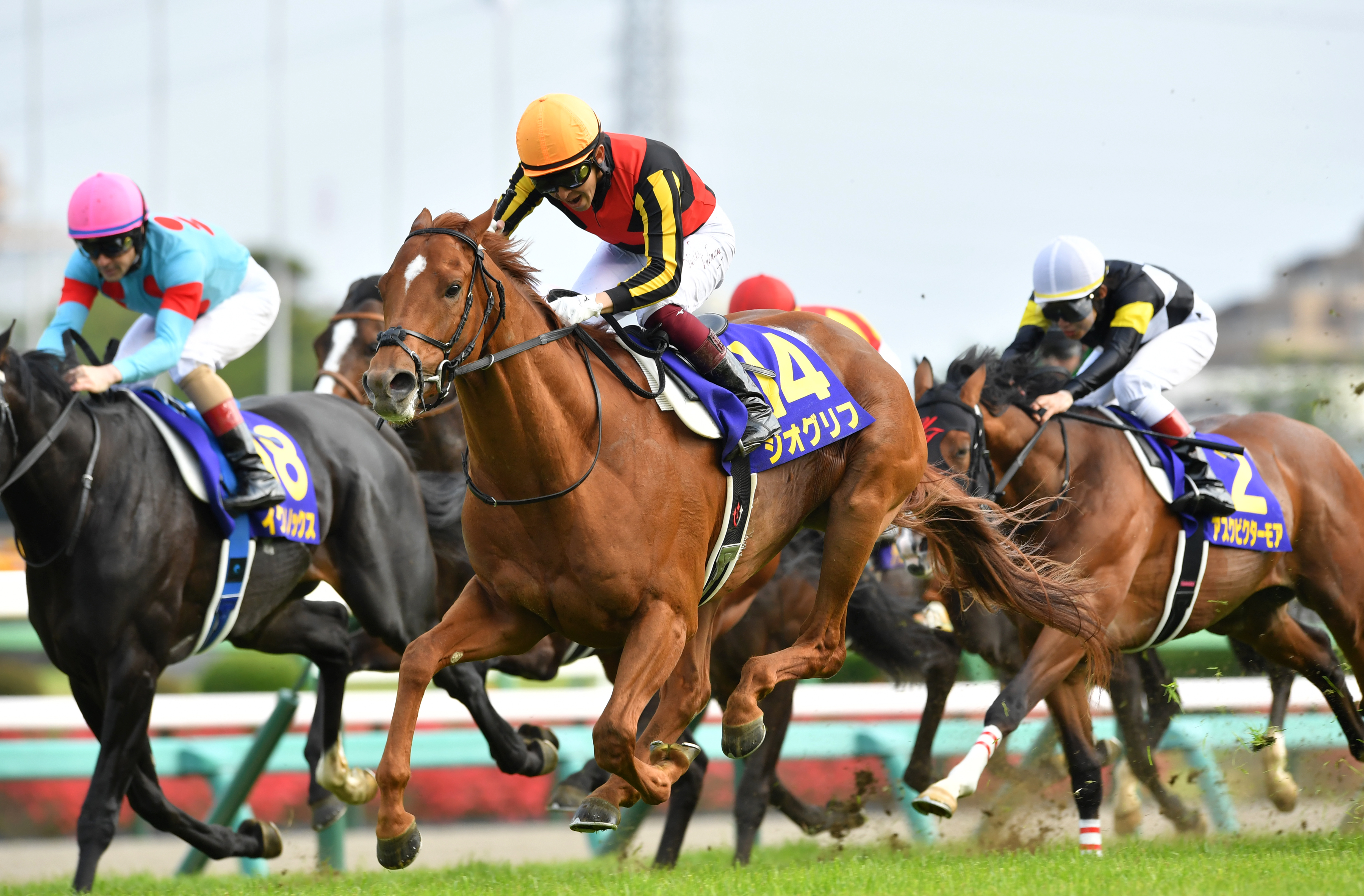 JRAポスター テンハッピーローズ テンハッピーローズ（Ten Happy Rose） | 競馬データベース