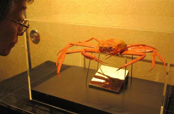 両性併せ持つ珍しい「ベニズワイガニ」見つかる 鳥取の水族館で剥製