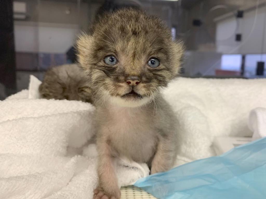 マヌルネコ 写真30枚】もふもふずんぐりの「世界最古の猫」 大人気マヌルネコの