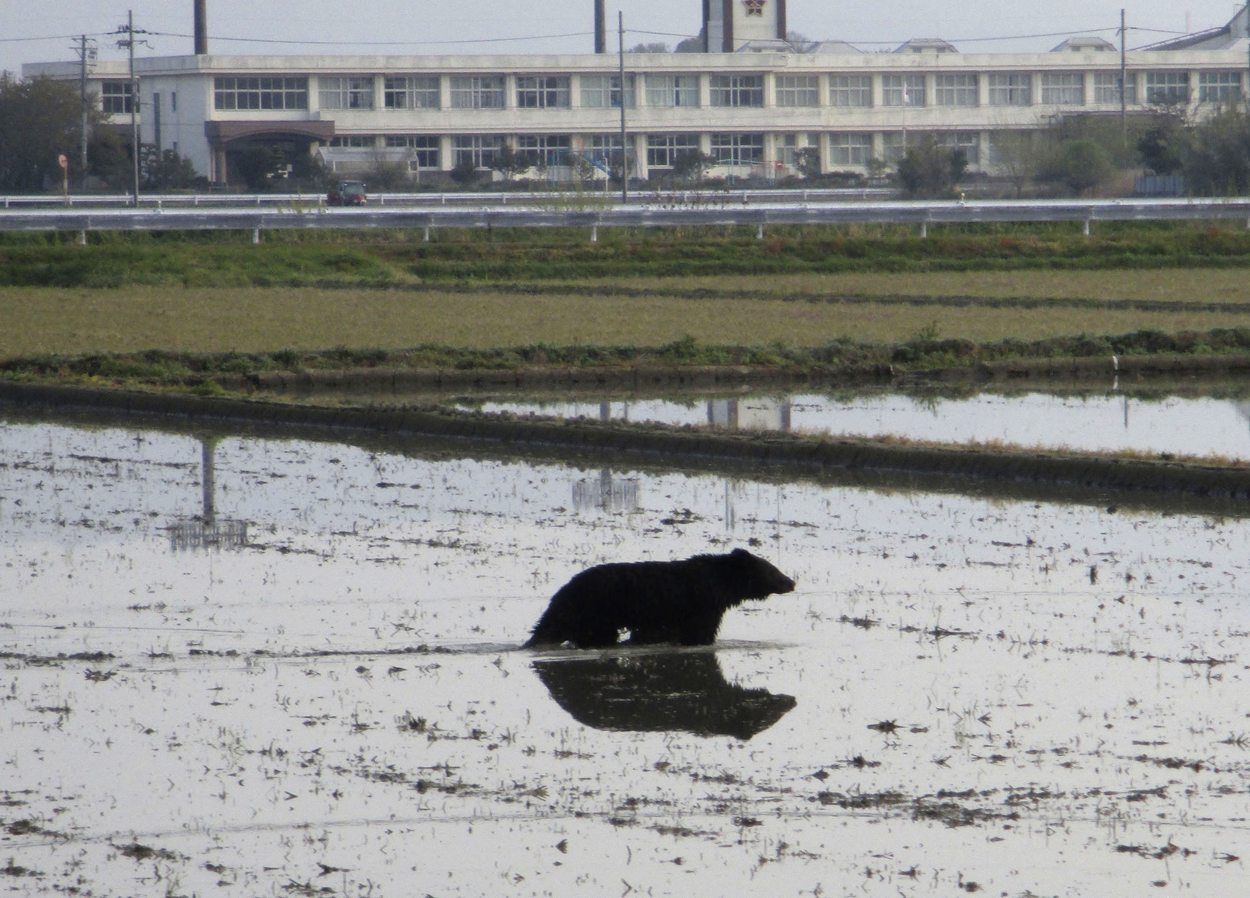 住宅街でクマにかまれ転倒、散歩中の女性重傷 1・3メートルの
