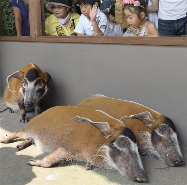 美しすぎるイノシシ 西日本初公開 神戸どうぶつ王国 - 産経ニュース