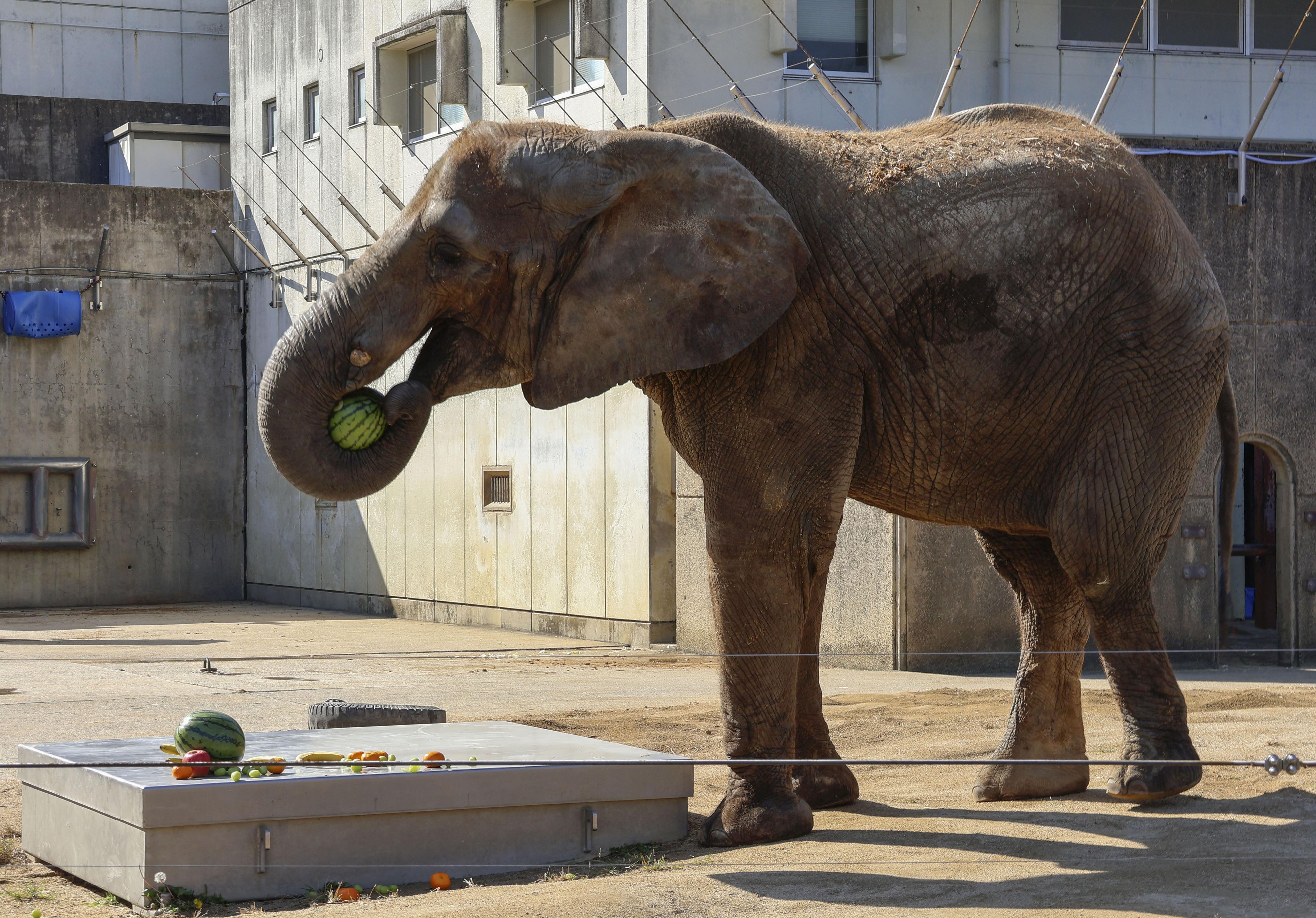 アフリカゾウ「媛」18歳に 人工保育の生存記録更新、愛媛・とべ動物園
