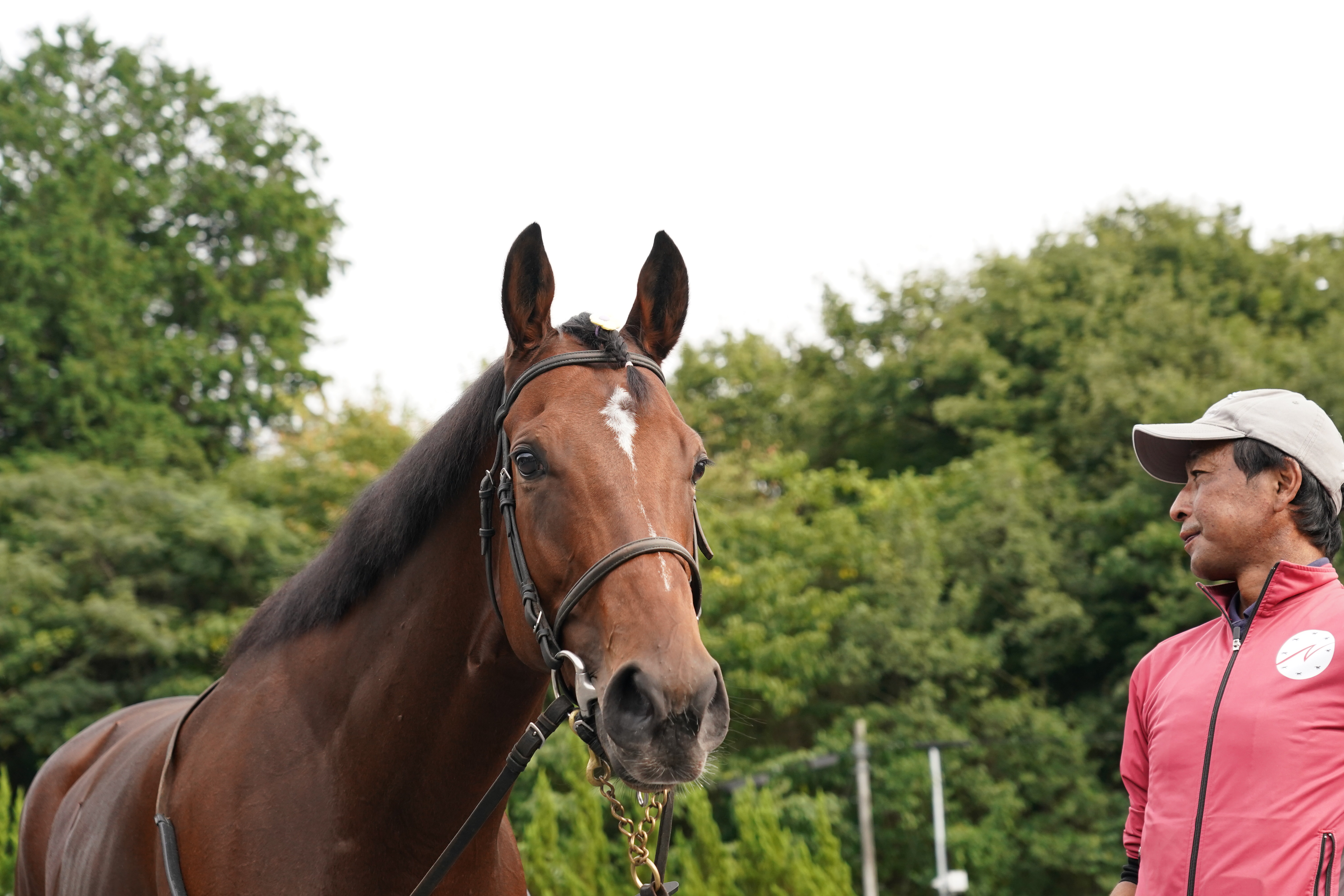 まねき馬 No.2428リバティアイランド追悼SP まねき馬 No.2428リバティアイランド追悼SP まねき馬 No.2428