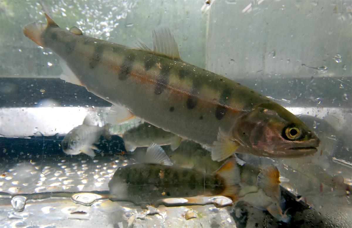 ヤマメを 生きたまま通販 山梨 小菅村 コロナで養魚場が密に 1 2ページ 産経ニュース