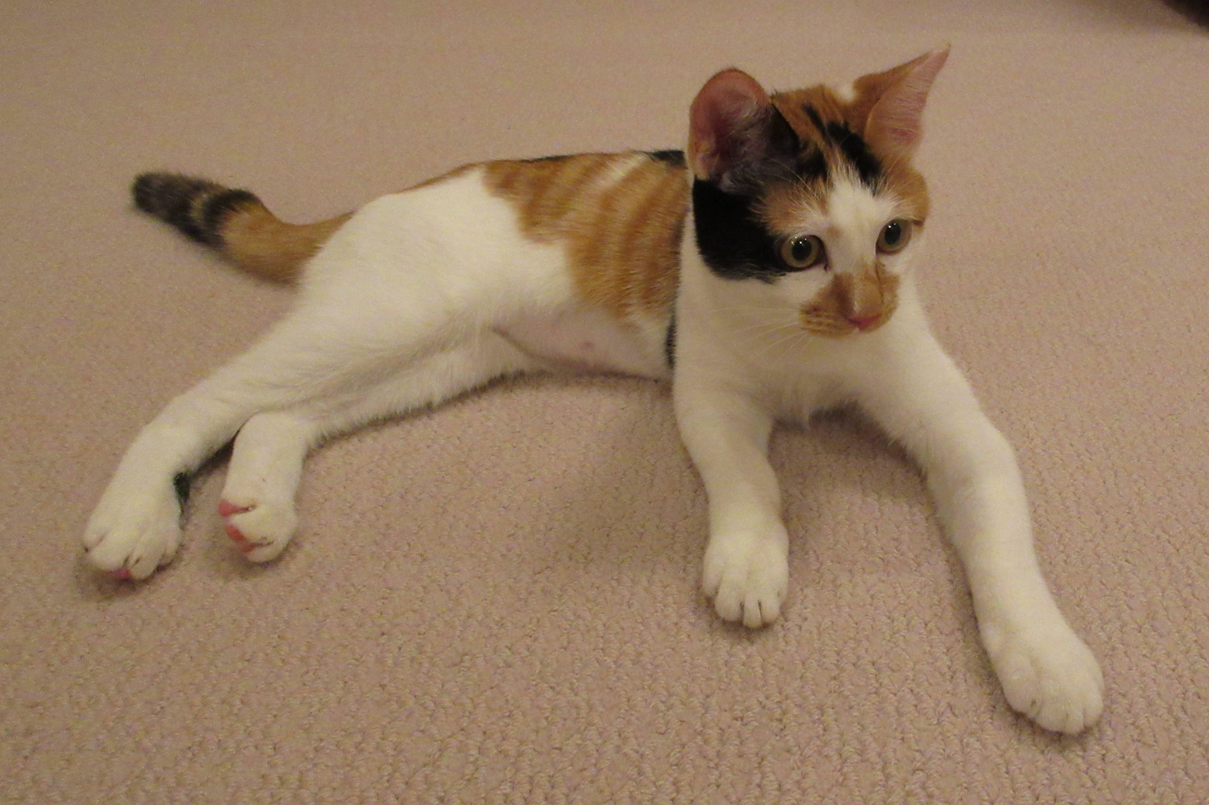 天皇ご一家の新しい愛猫ご紹介、三毛猫の「美海」 保護猫を譲り受け