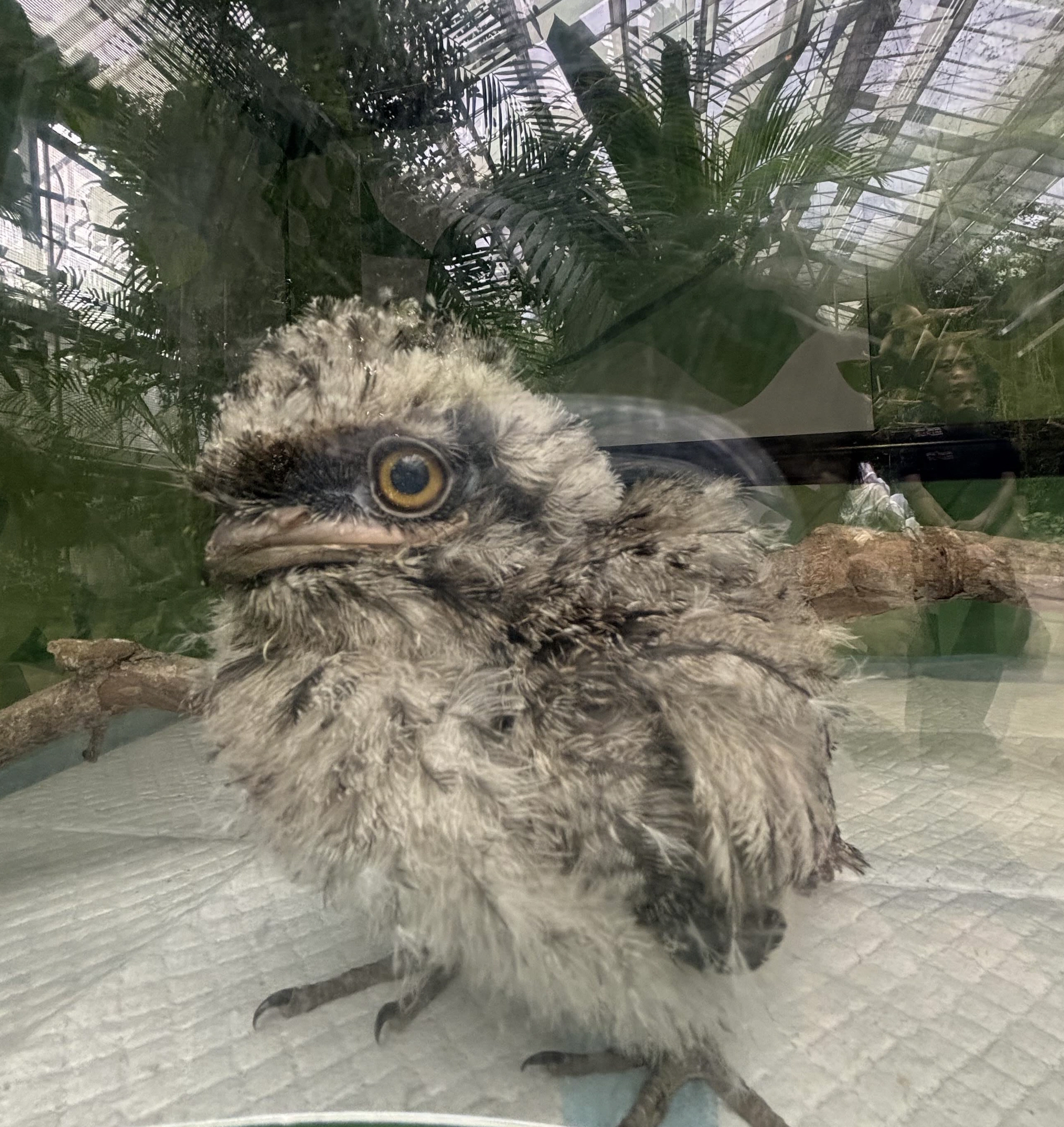 まだ「がま口」じゃない⁉ オーストラリアガマグチヨタカのヒナ公開