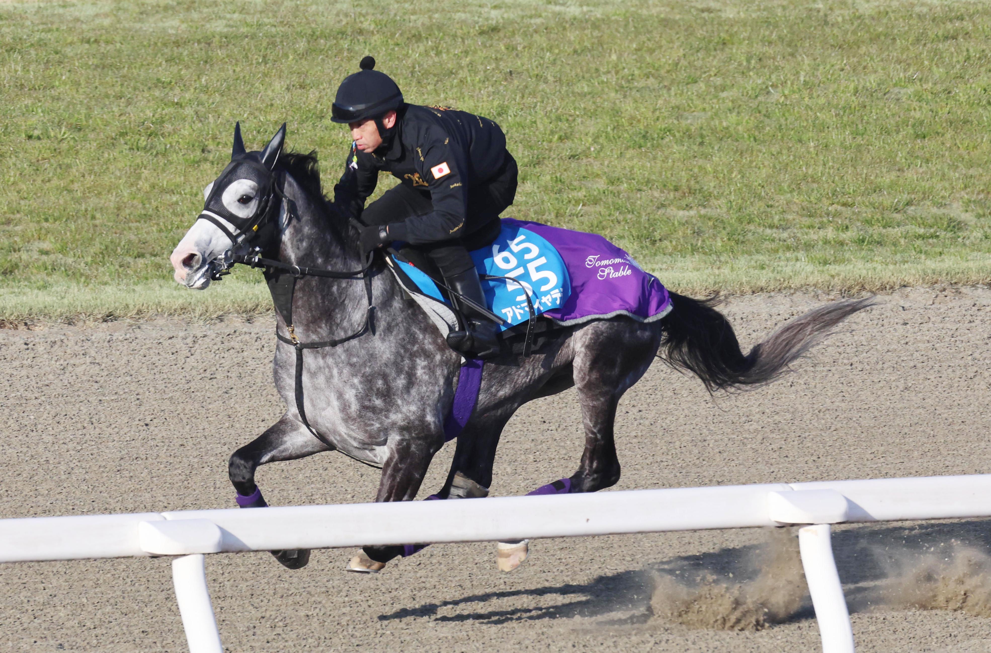 阪神大賞典 追い切り】アドマイヤテラ『S』評価 DP馬なりラスト11秒8
