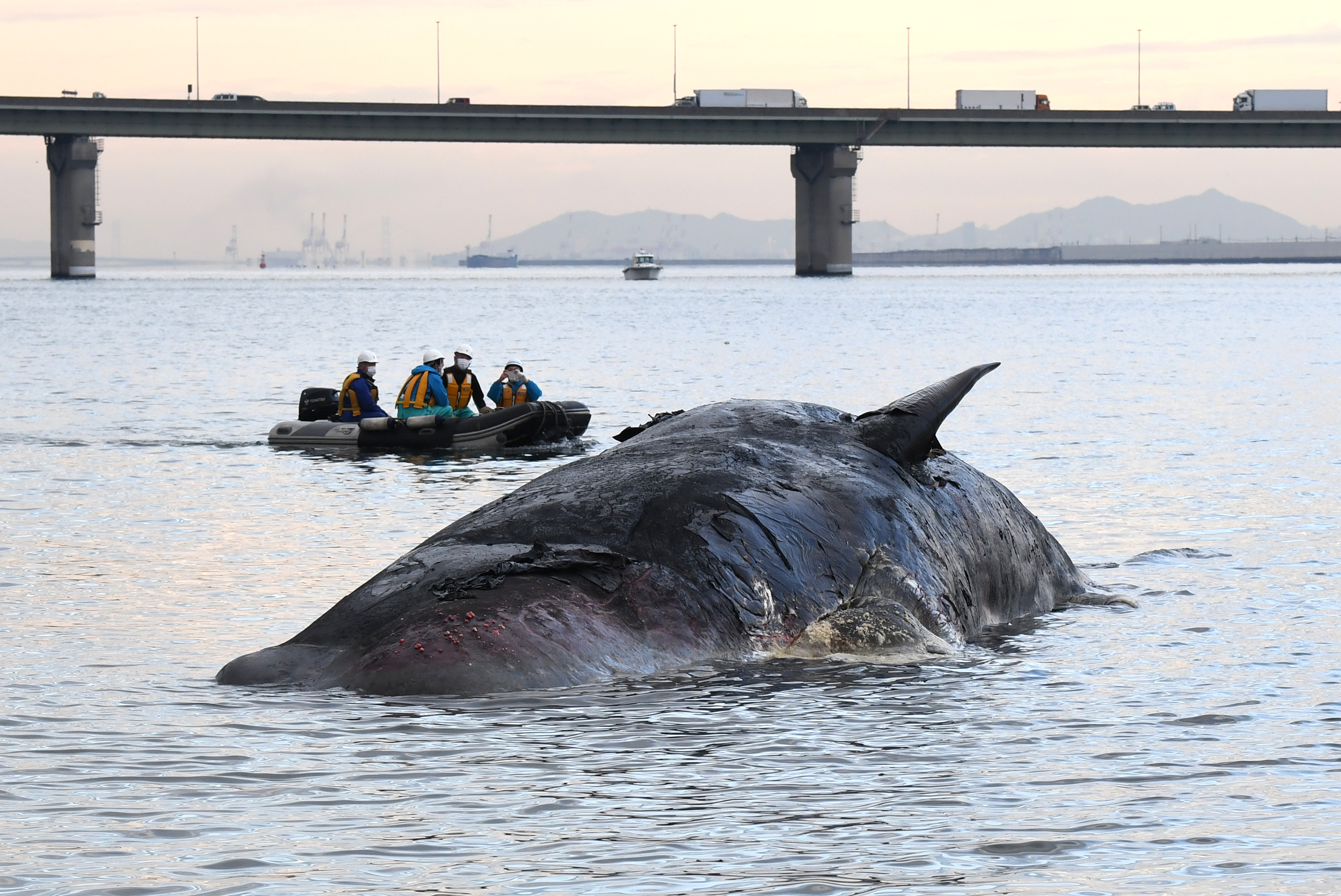 動画】【フォト＆動画】淀川のクジラ、ボートでえい航 ガス抜き学術