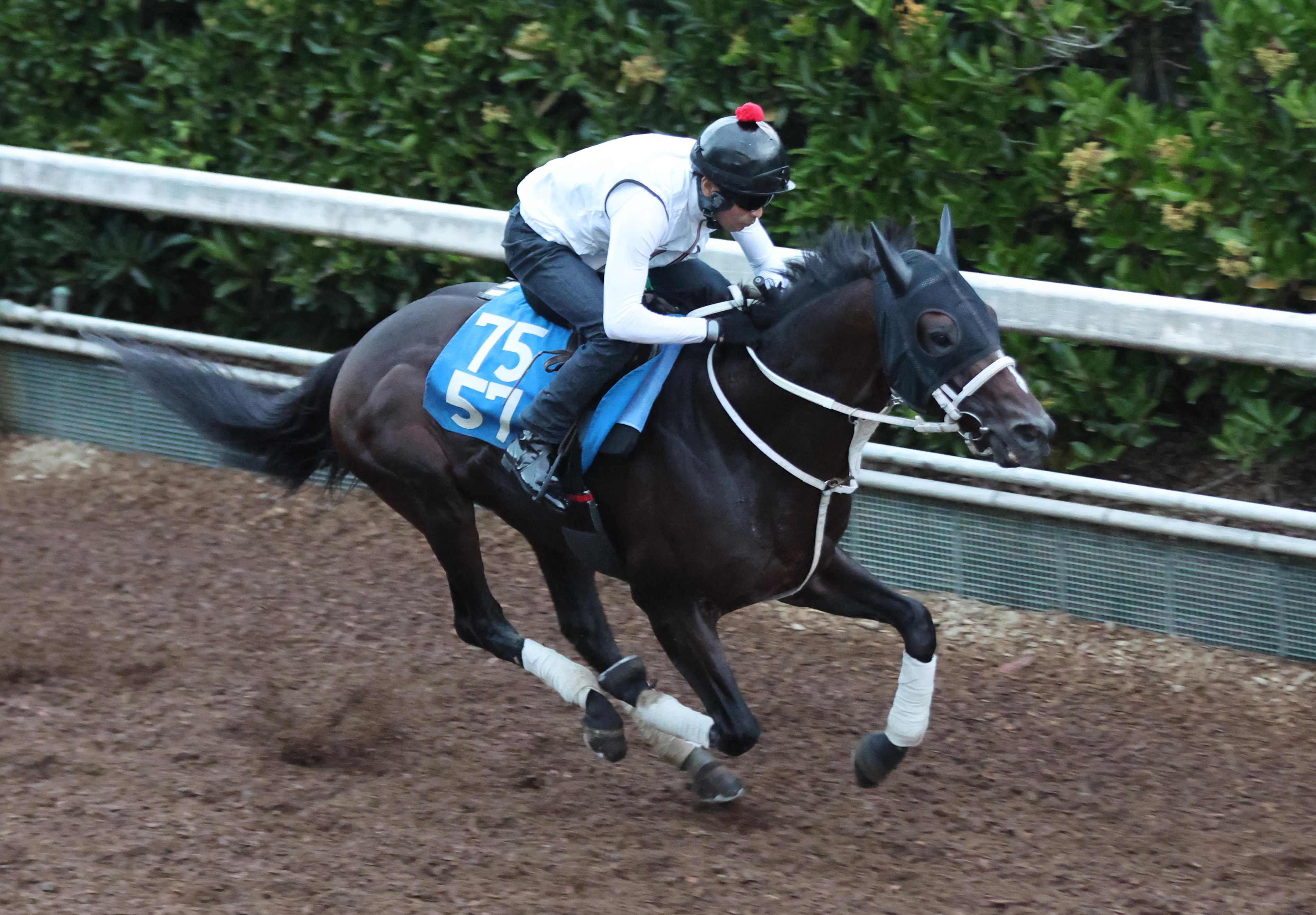 【カネヒキリ】重賞馬券５枚セット(現地的中) カネヒキリ】重賞馬券5枚セット(現地的中) カネヒキリ】重賞