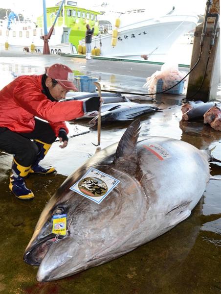 巨大！ 417キロのクロマグロ 過去最高を記録 勝浦漁港 - 産経ニュース