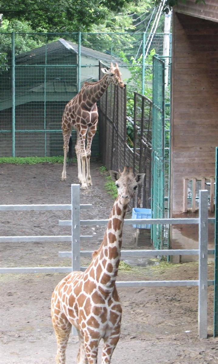 種の保存 へ キリンの嫁入り 群馬 桐生が岡動物園 1 2ページ 産経ニュース