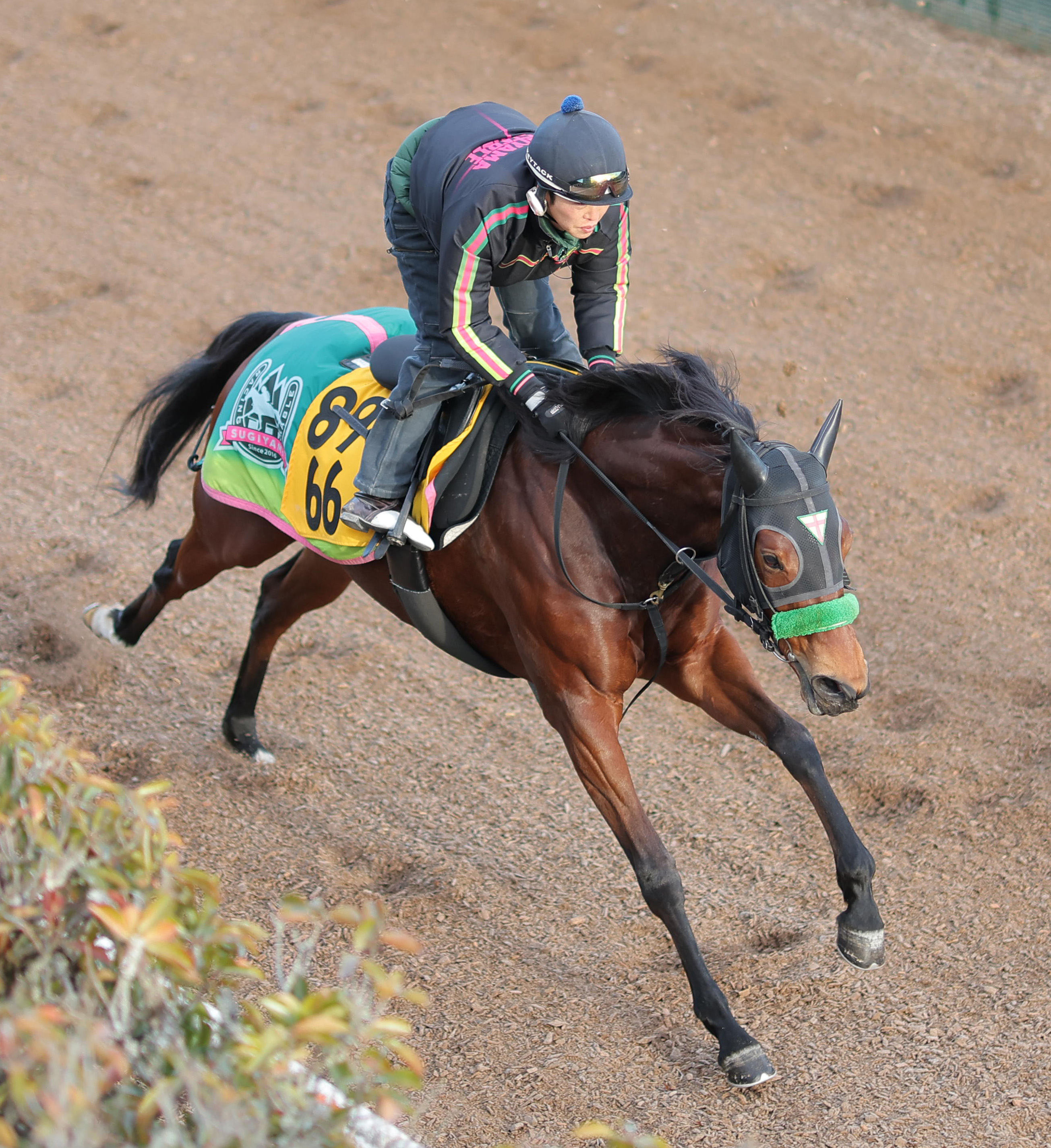 東西記者 今週の狙い馬】1800メートルベストのテレサで気分はアゲアゲ