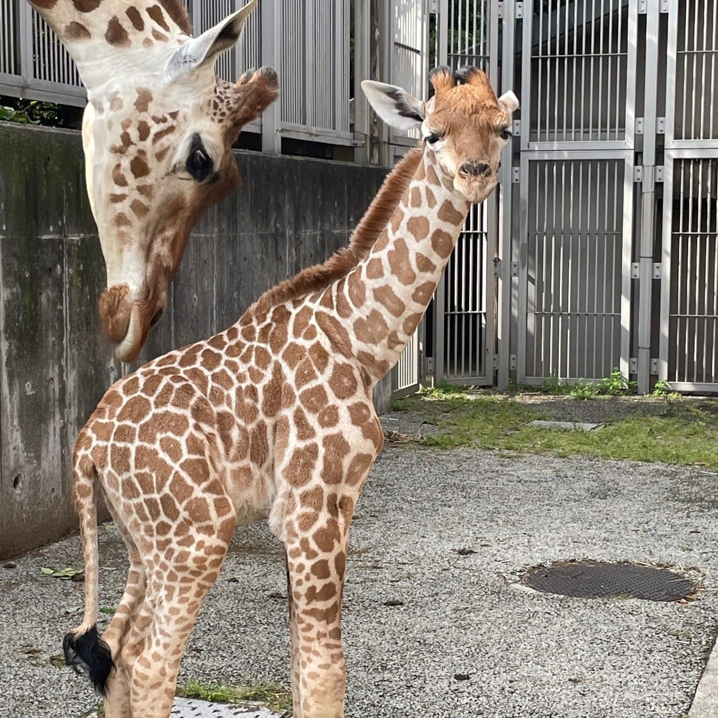 大阪・天王寺動物園 先月末誕生のキリンの赤ちゃん死ぬ - 産経ニュース