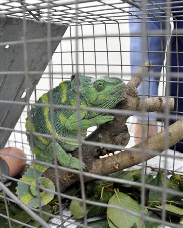 魔術」でザンビア大統領を殺害未遂、男らに禁錮2年 カメレオンの儀式で