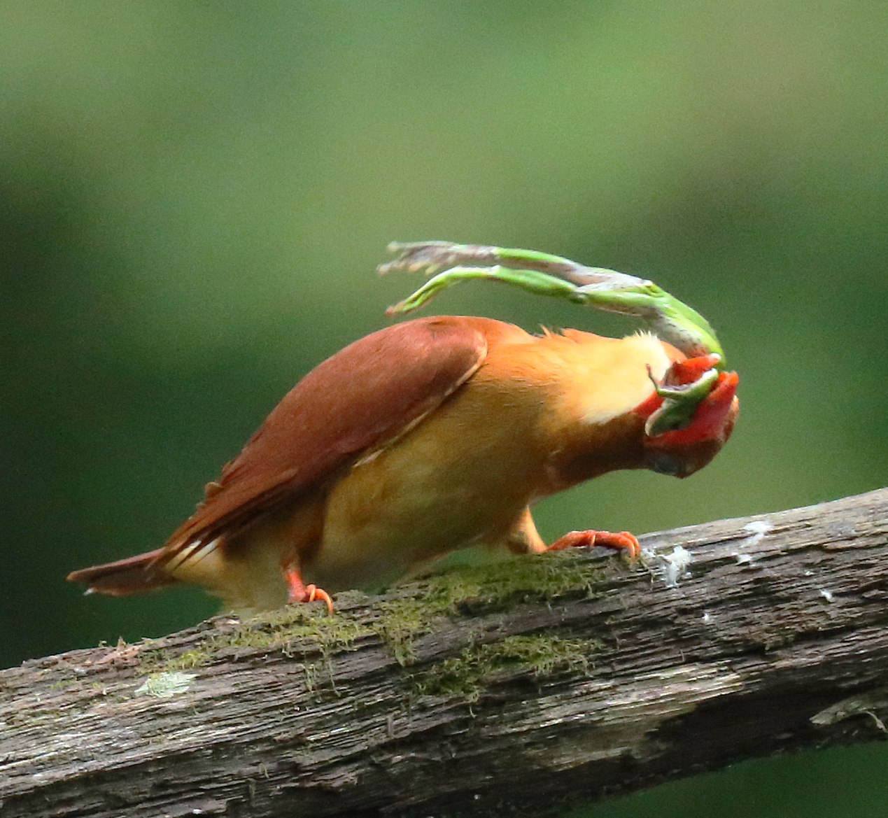 動画】赤褐色の羽に燃えるような赤いくちばし、神出鬼没の火の鳥