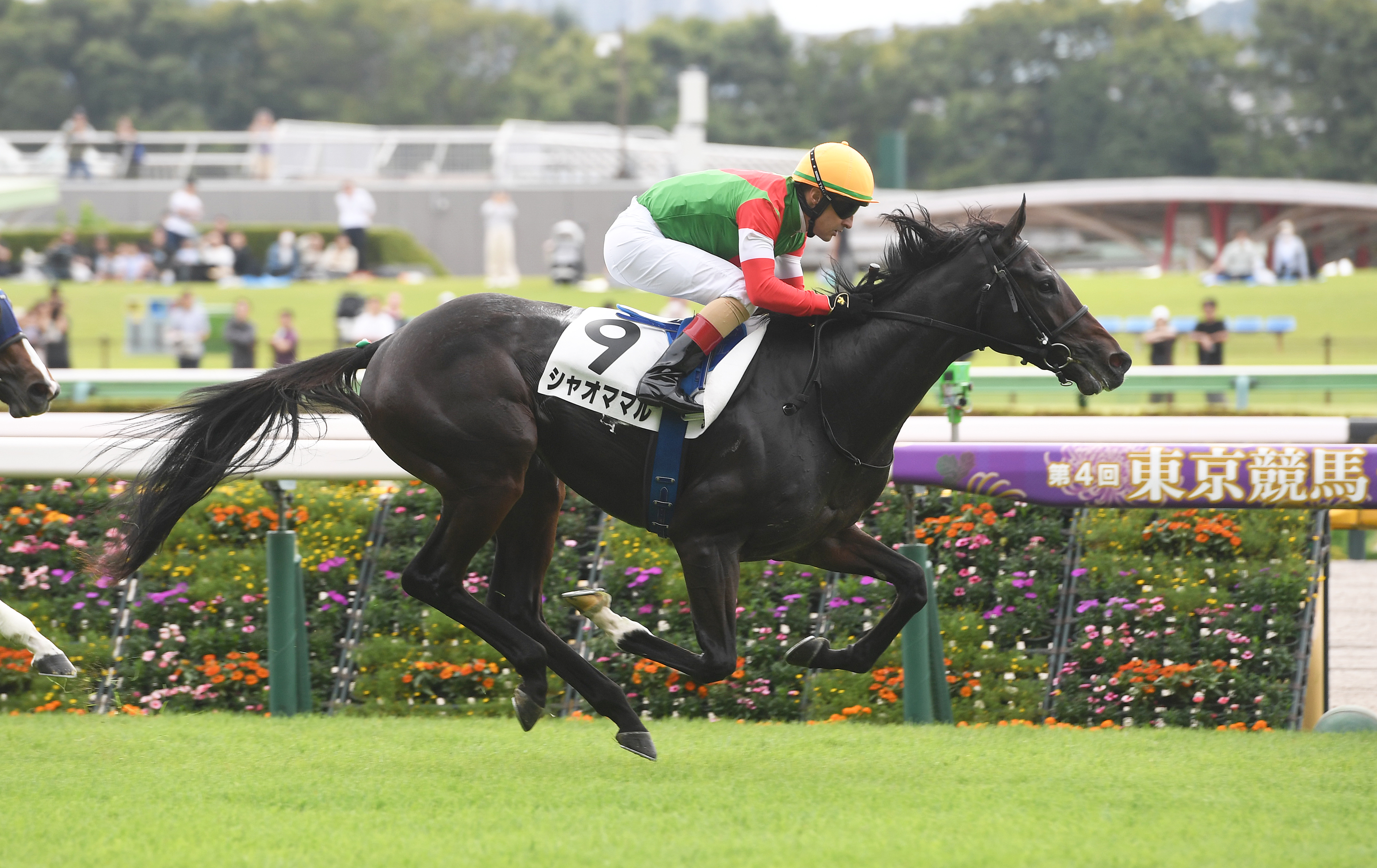 ヒロシのDeepな話】外枠の馬が台頭 新潟の芝は先週を境に明らかに潮目