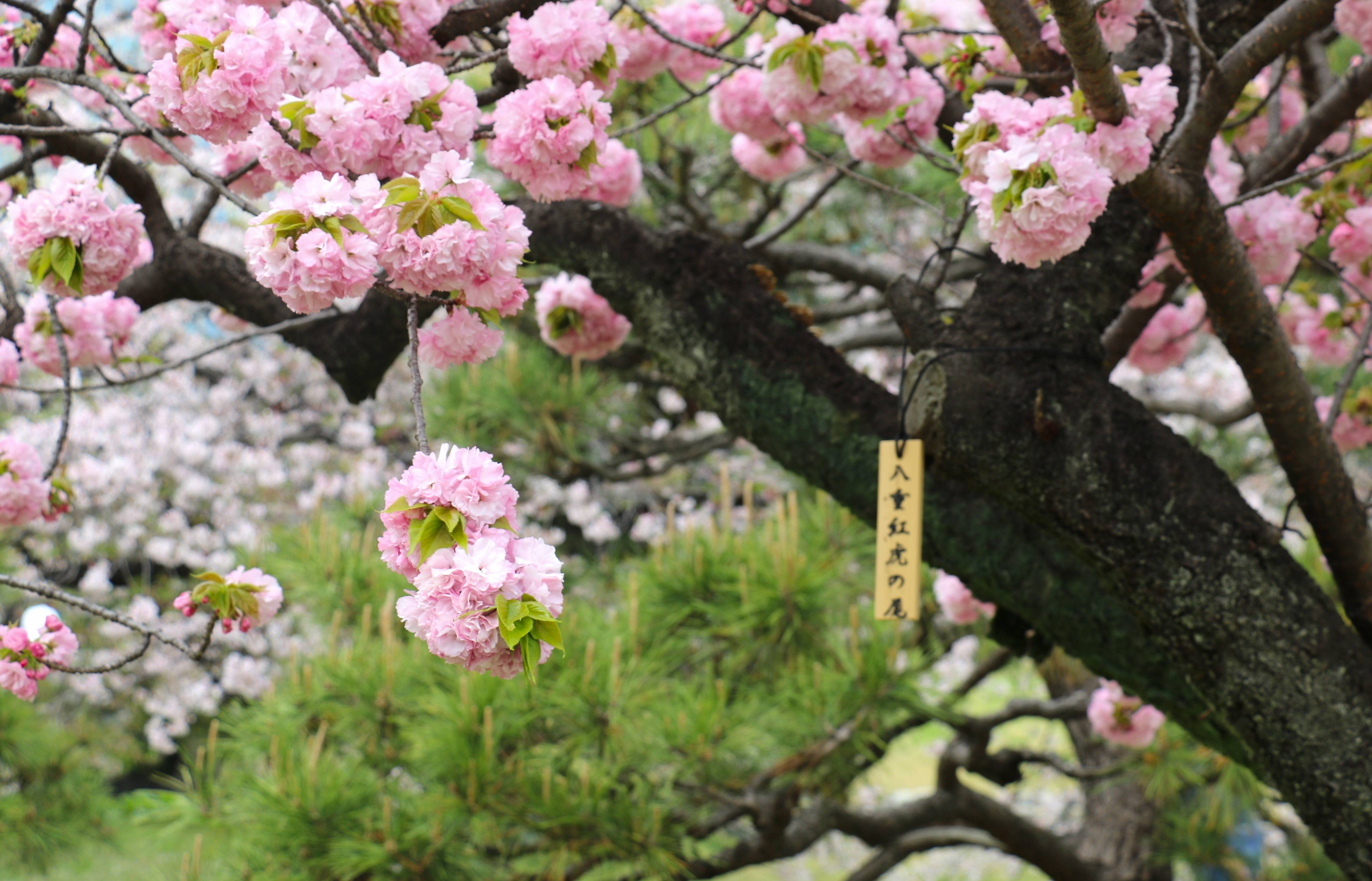 浜離宮 恩賜 庭園 桜