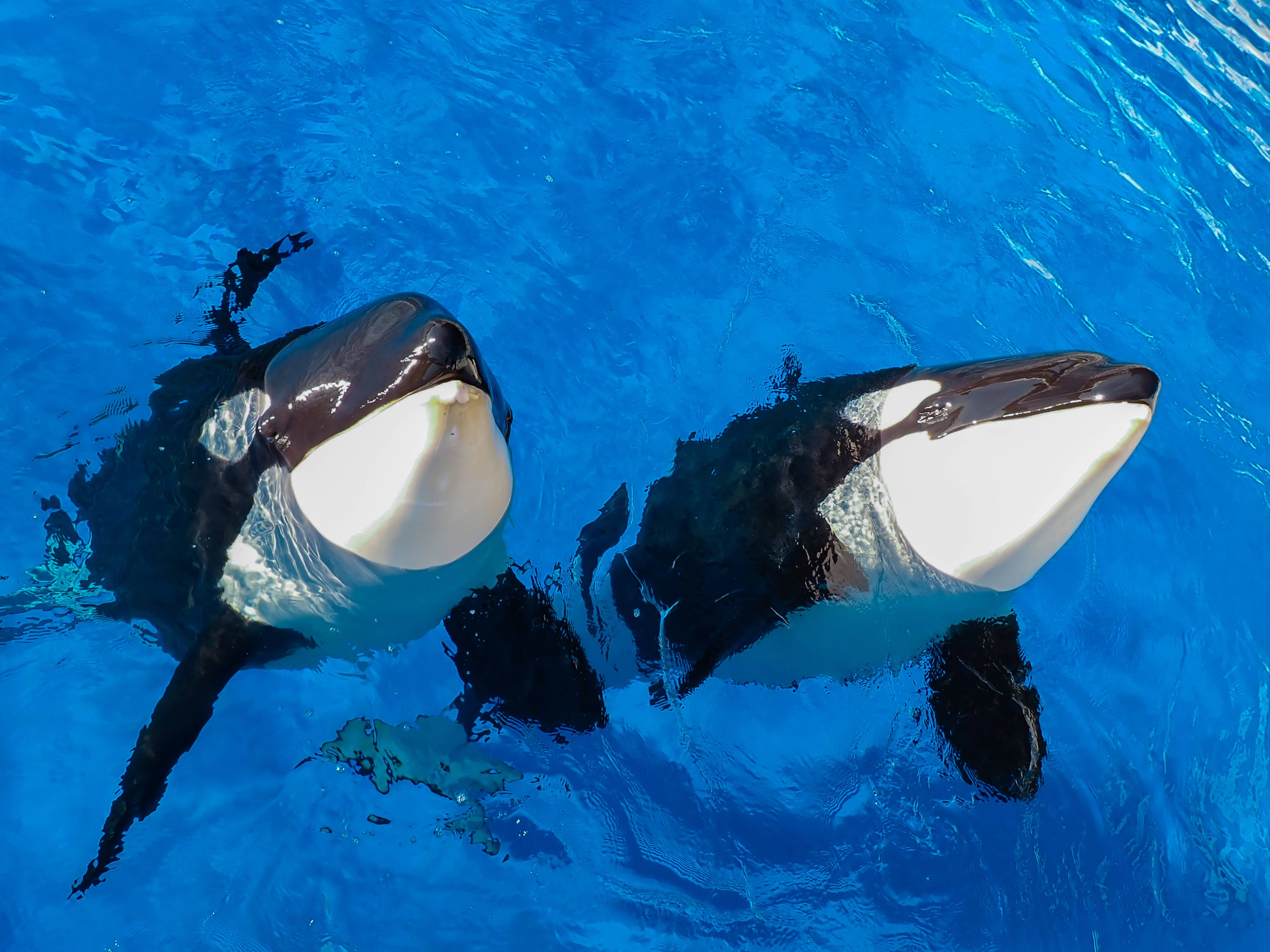 神戸・須磨で再会したシャチの母娘 ここ見て！神戸須磨シーワールド