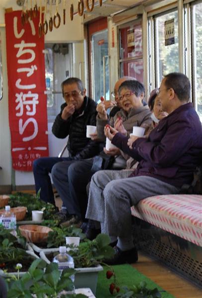 電車内で特産品のイチゴ狩り いちごの日 で和歌山電鉄貴志川線 産経ニュース