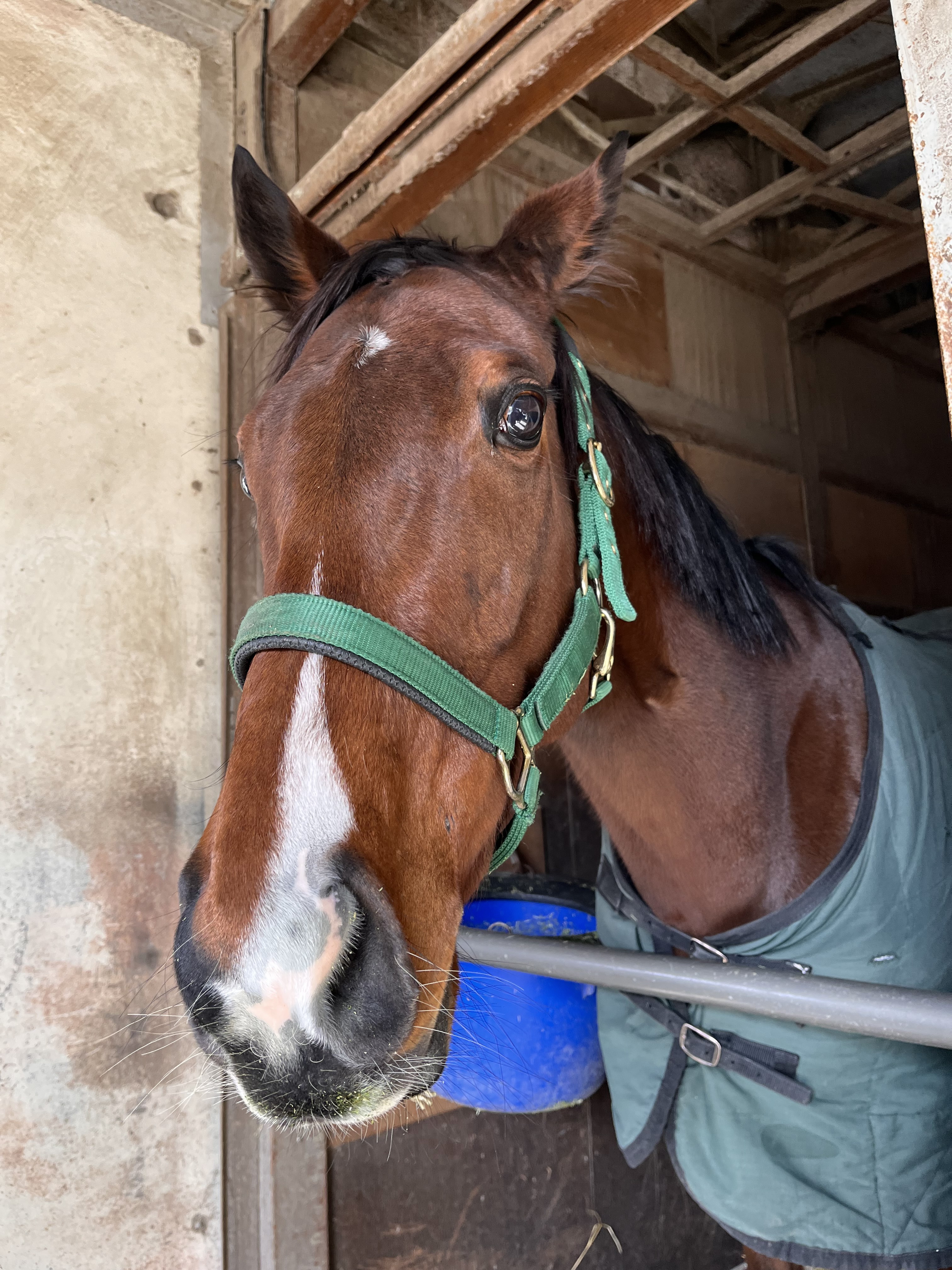 相沢師コラム・トレセン365日WEB版（395）～記憶に残る名脇役 長き