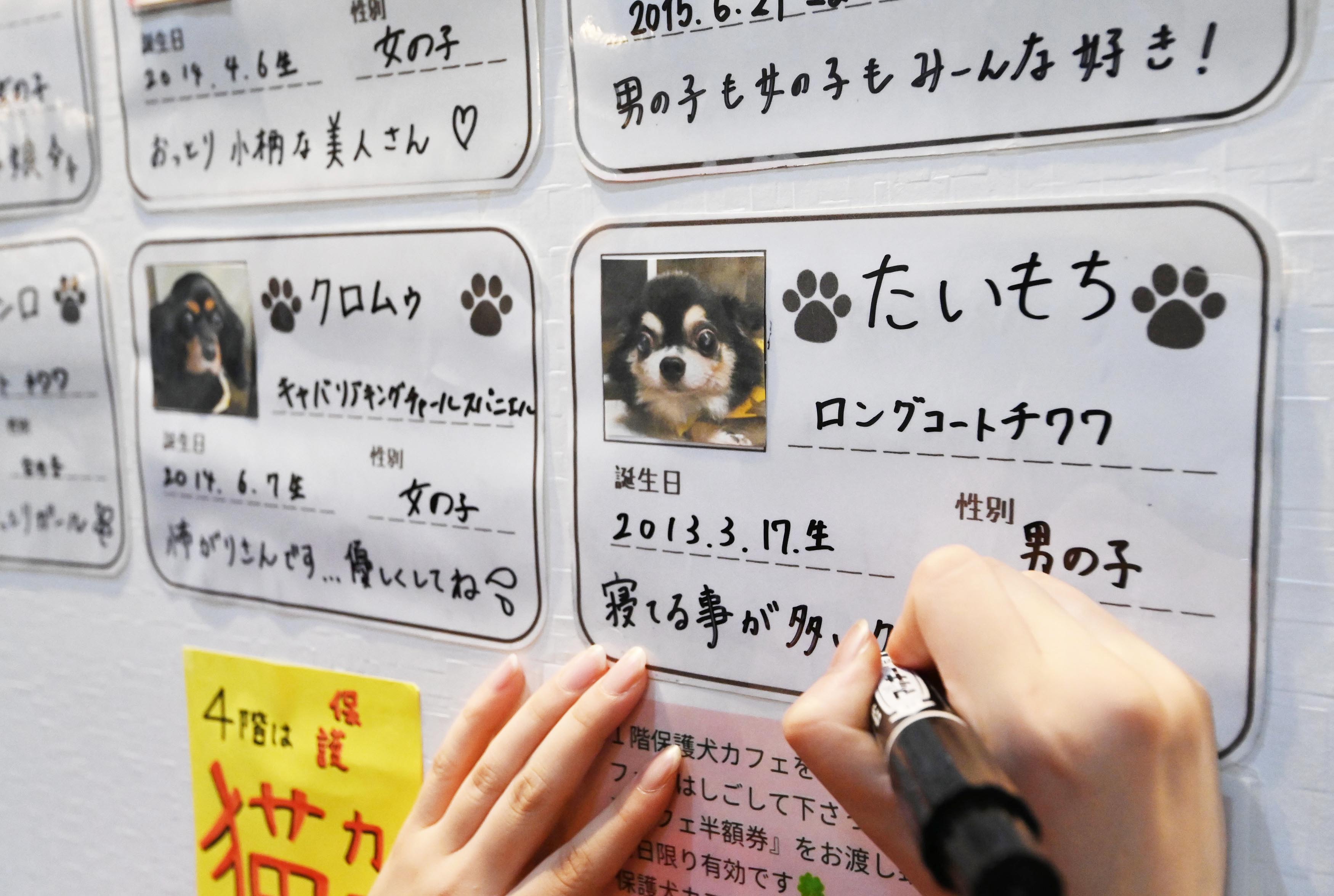 活写２０２１ 保護犬カフェ ともにいれば幸せ 産経ニュース