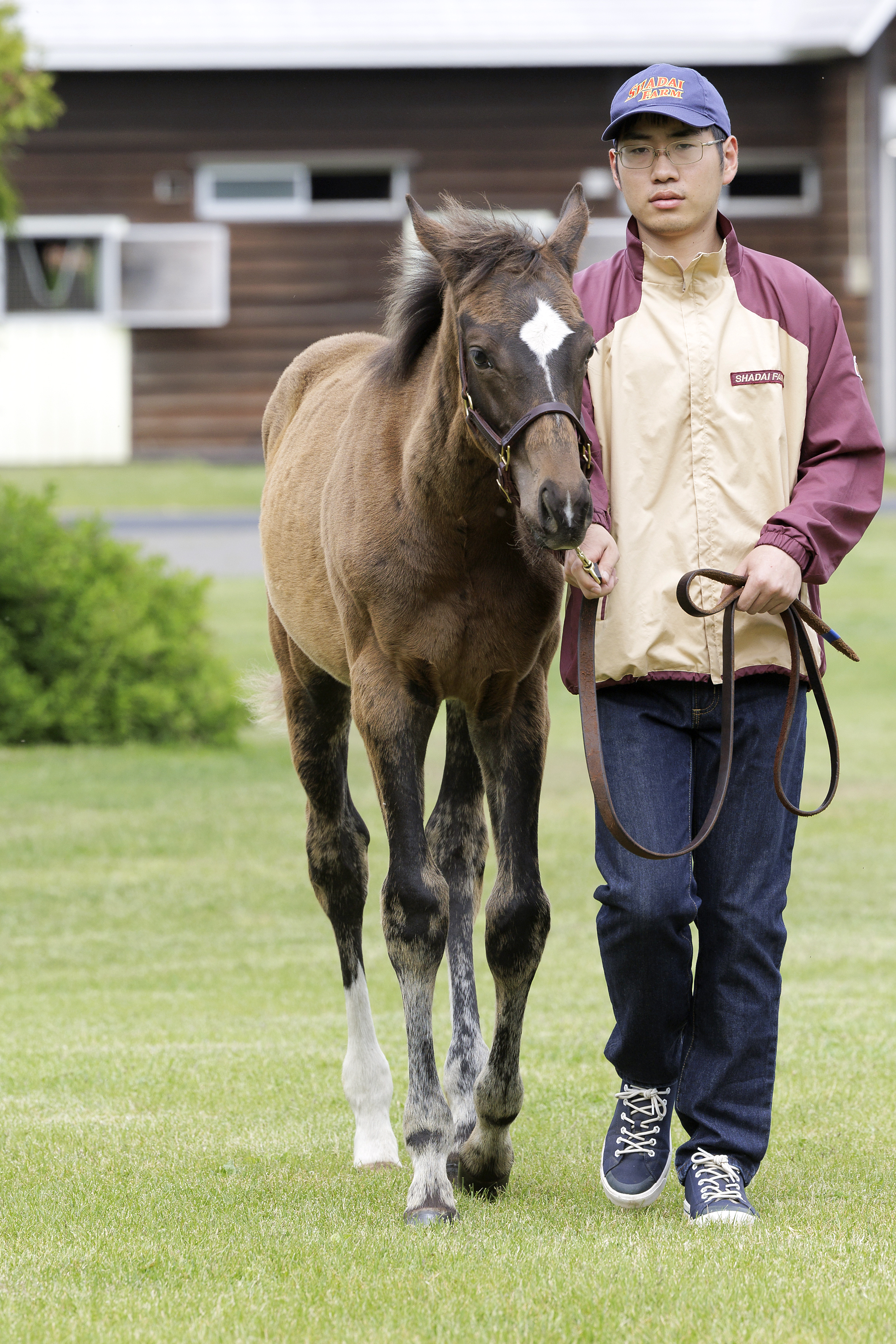 セレクトセール2023 注目馬紹介】③ブリックスアンド