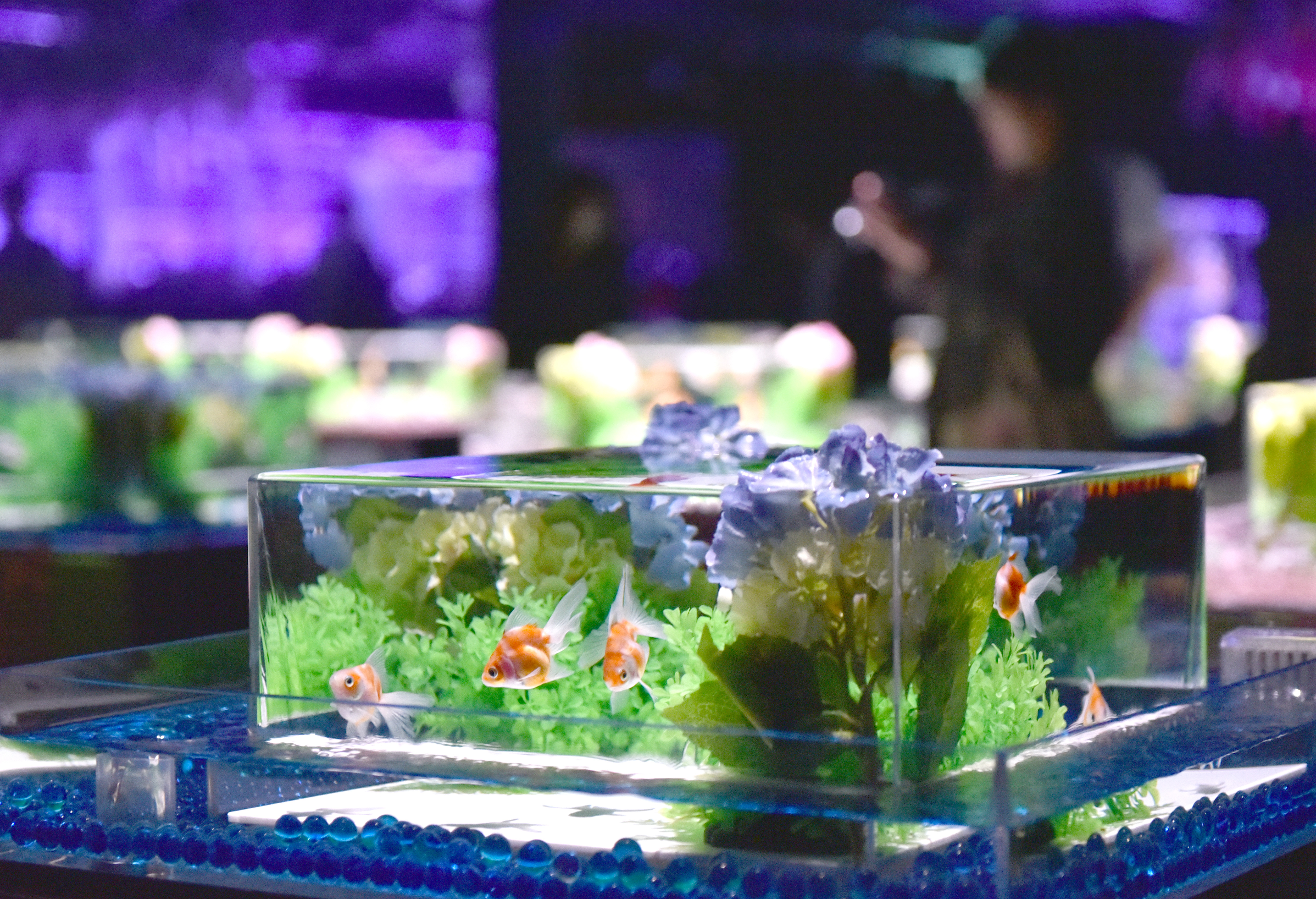 花と金魚がおりなす艶空間 アートアクアリウム美術館GINZA、初夏