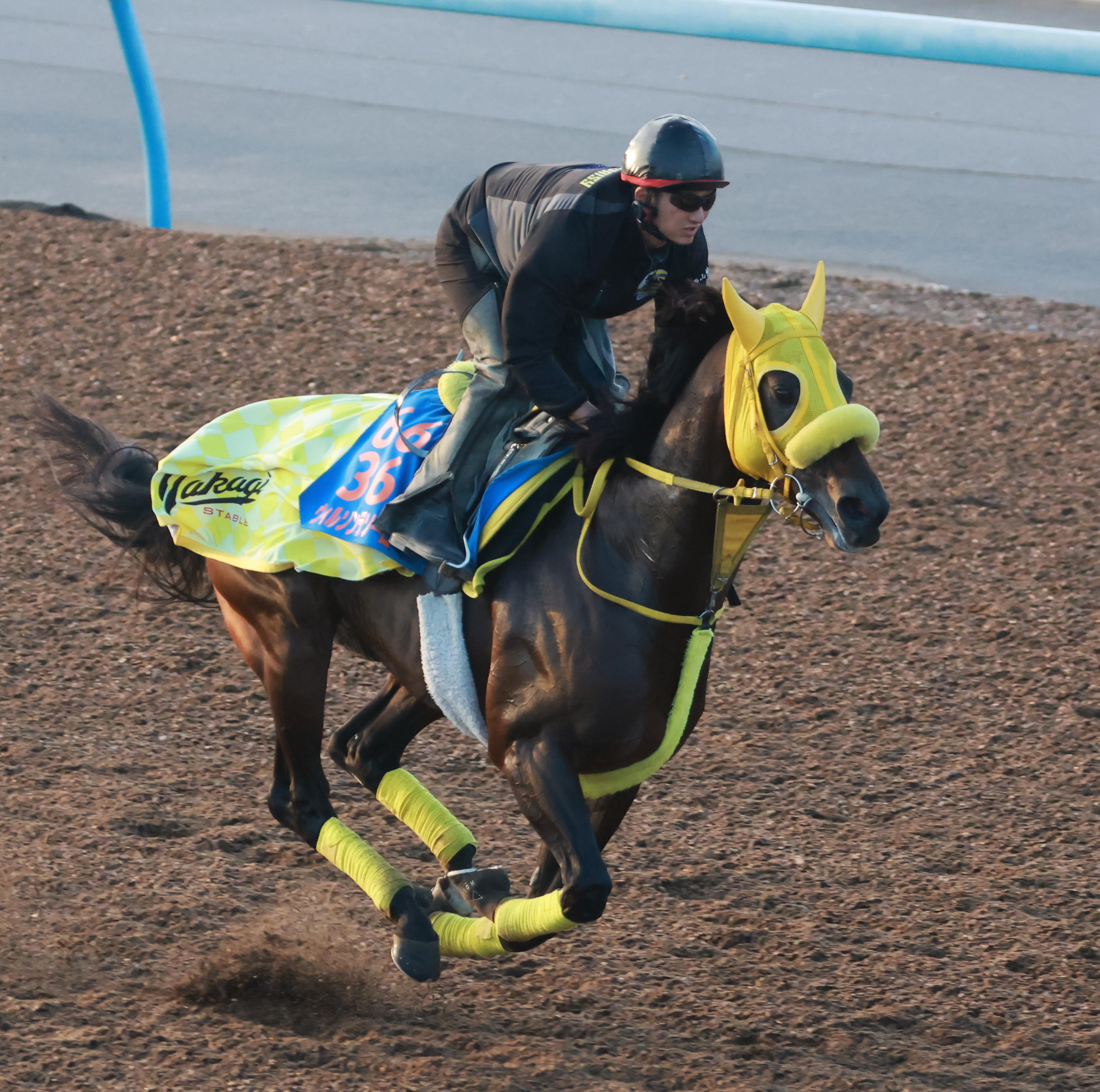 JBCクラシック 追い切り】ウィルソンテソーロは美浦Wでサラッと68秒7