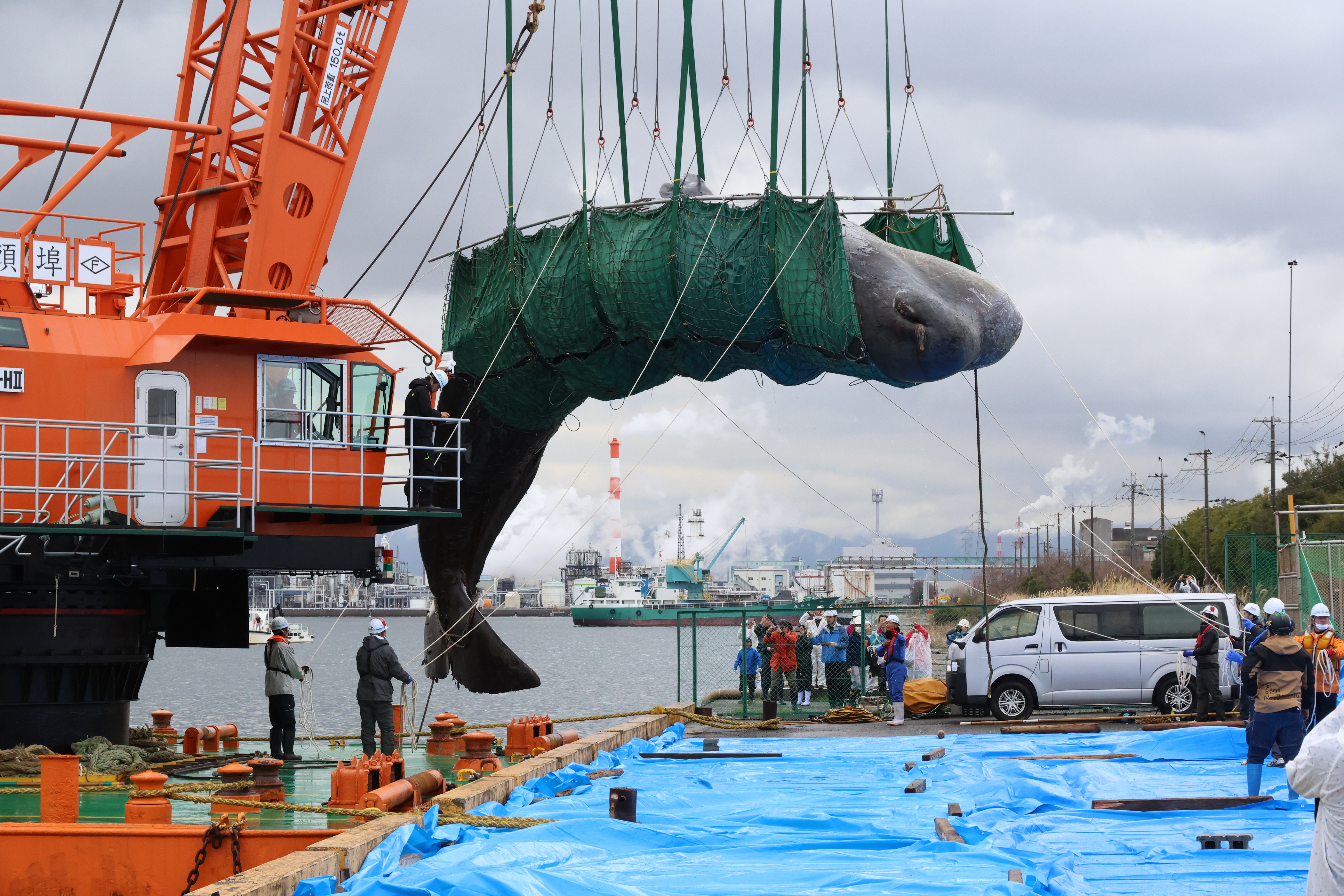 堺市沖のマッコウクジラ、クレーンで引き揚げ始まる 学術調査後土中へ