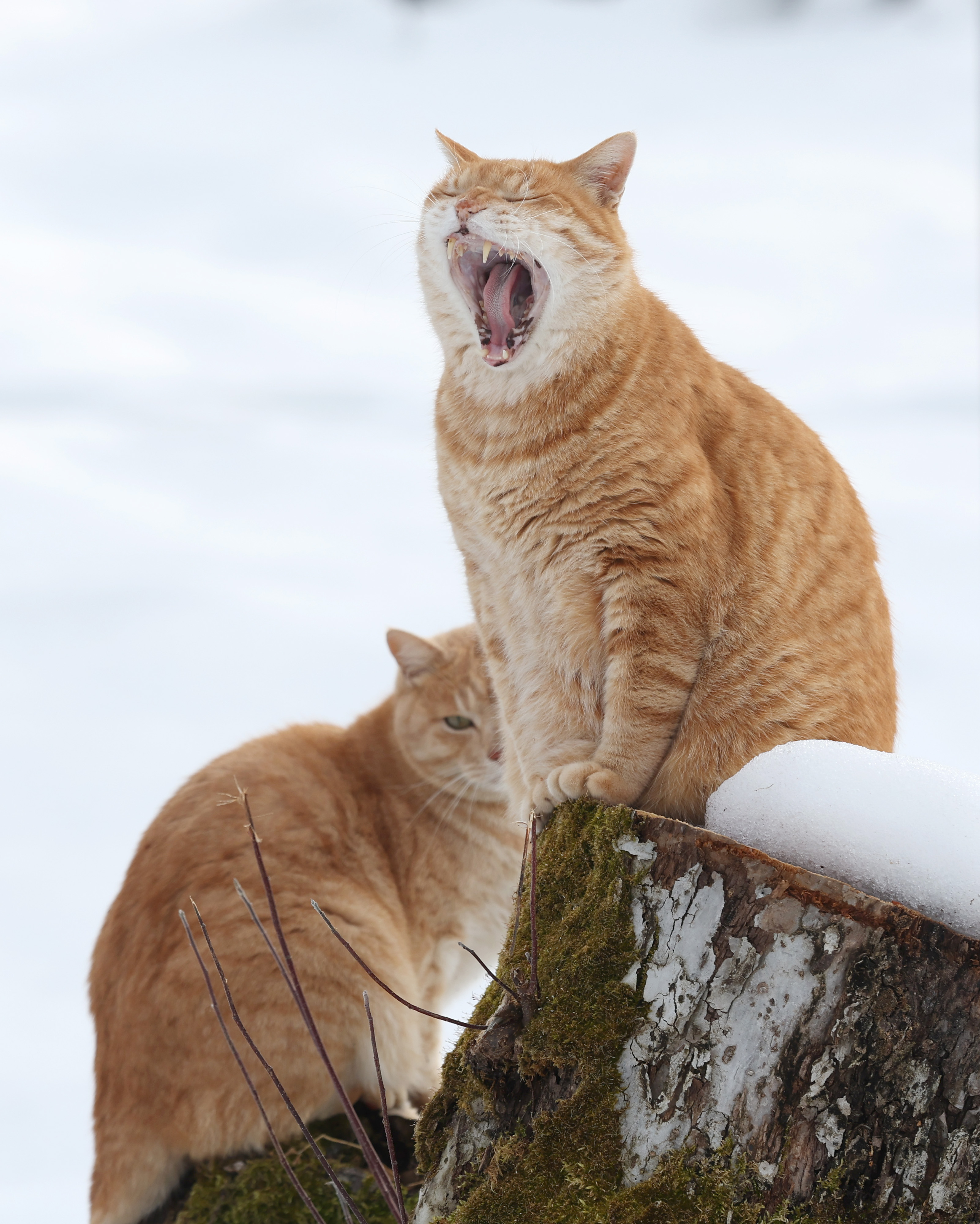 フォトギャラリー】猫の日 上山観光フルーツ園の看板猫 - 産経ニュース
