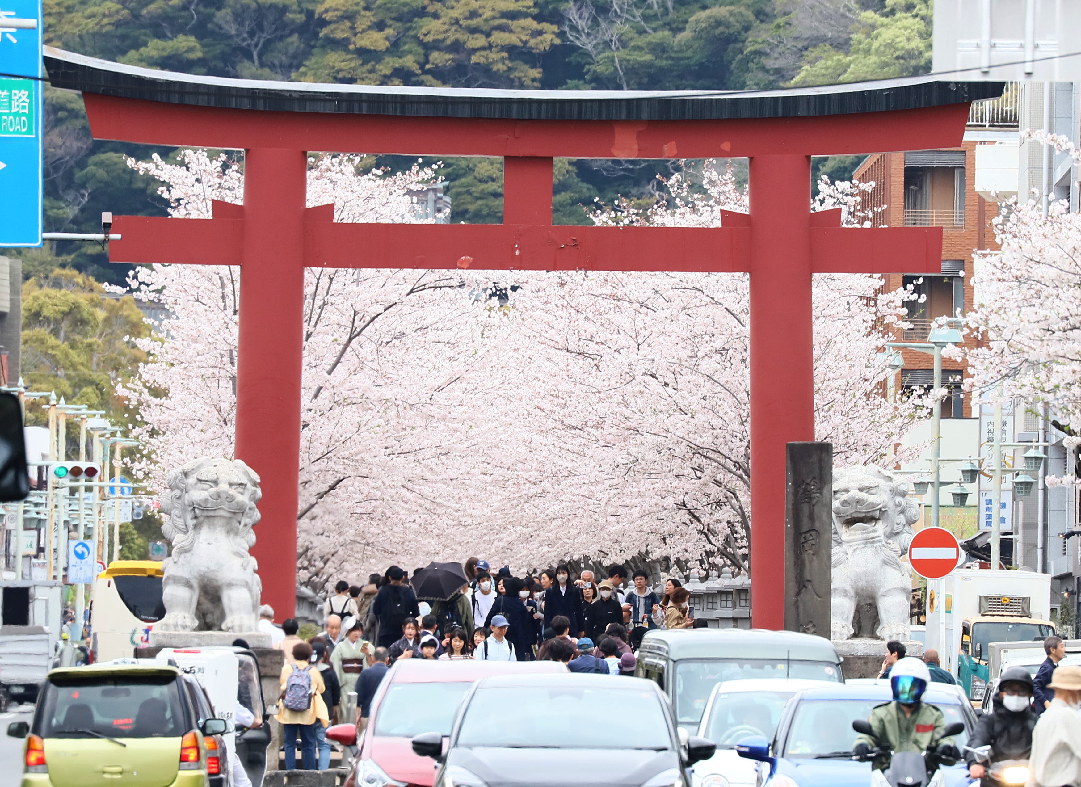 サクラに覆われた参道 鎌倉・鶴岡八幡宮 桜便り2024 - 産経ニュース