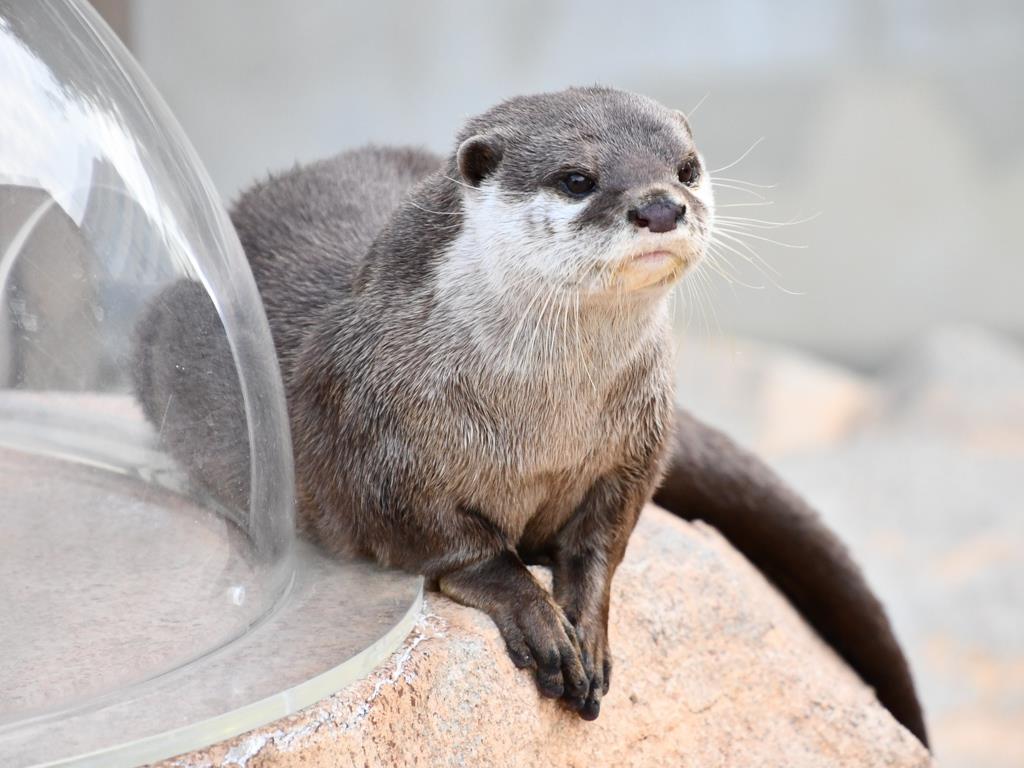 衝撃事件の核心 コツメカワウソ取引禁止の抜け穴 新型コロナでダブつく市場 1 3ページ 産経ニュース