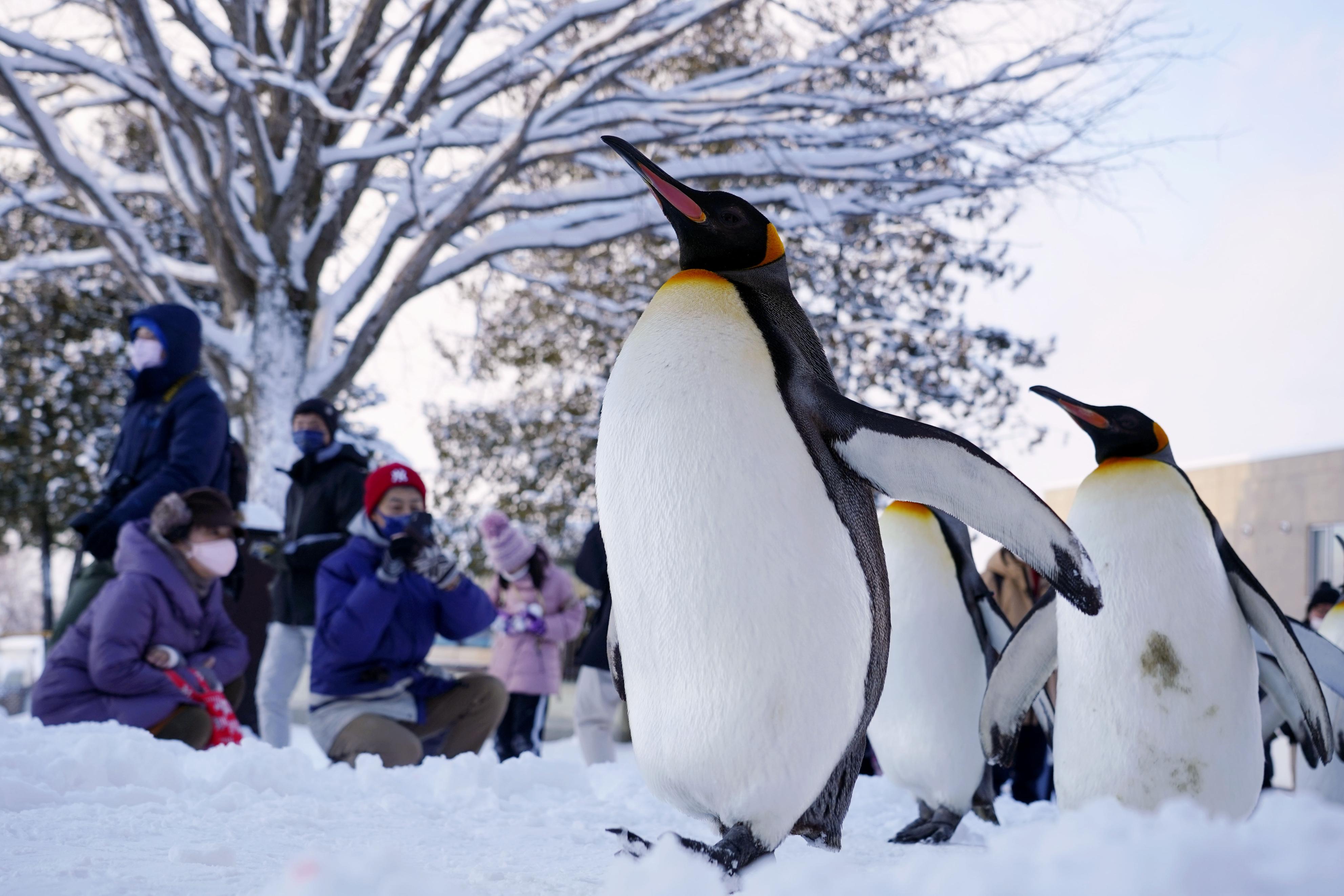 ペンギン、よちよち散歩 北海道・旭山動物園 - 産経ニュース