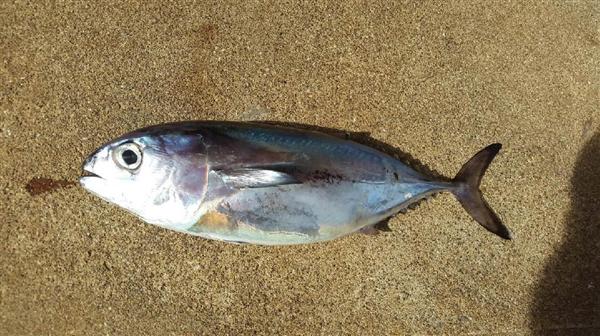 近大チームがキハダマグロの幼魚飼育に成功 完全養殖目指す 産経ニュース
