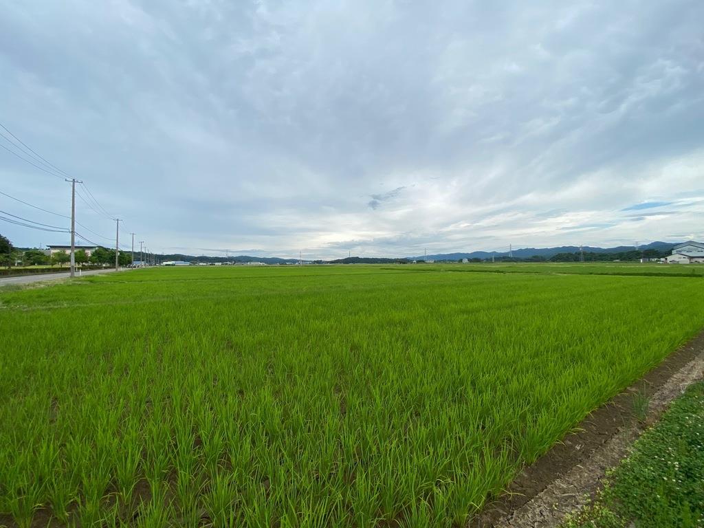 地球温暖化から新潟の米を守れ 県が気候変動適応策を強化 1 2ページ 産経ニュース