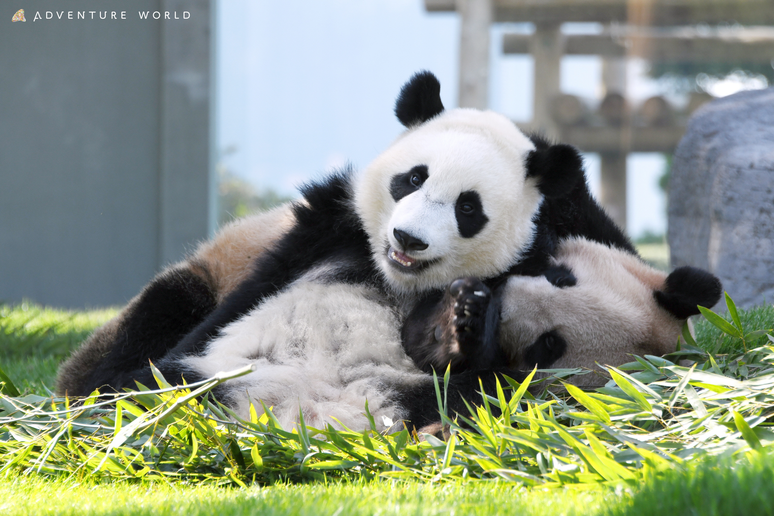 1歳パンダ楓浜ひとり立ちへ 和歌山・AW - 産経ニュース