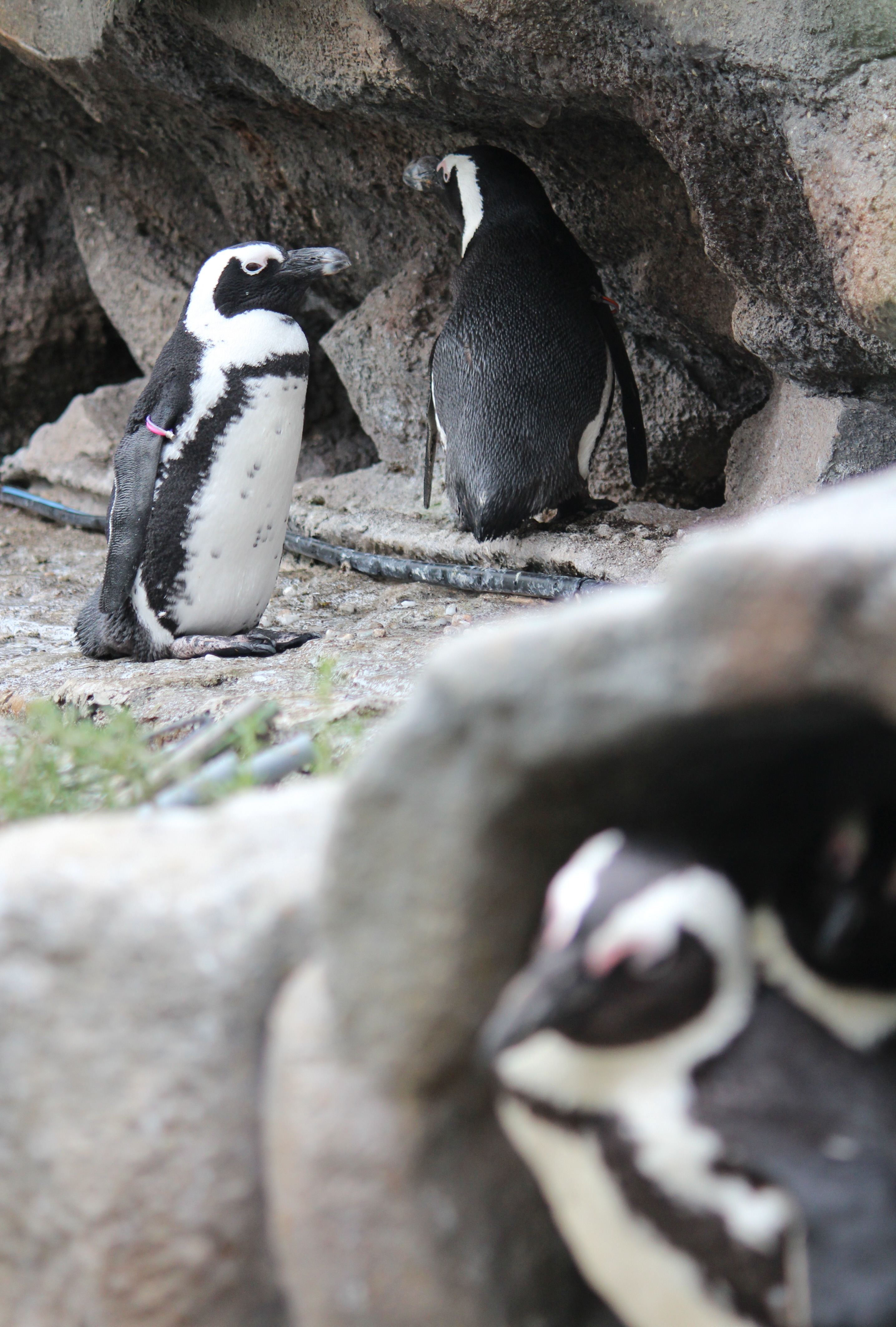 いきもの語り サンシャイン水族館のケープペンギン 産経ニュース
