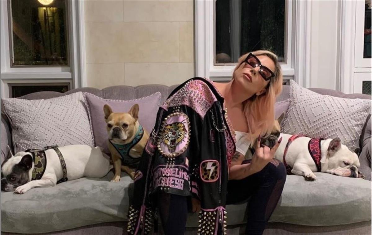 ガガさんの飼い犬無事保護 銃撃で奪われる 産経ニュース