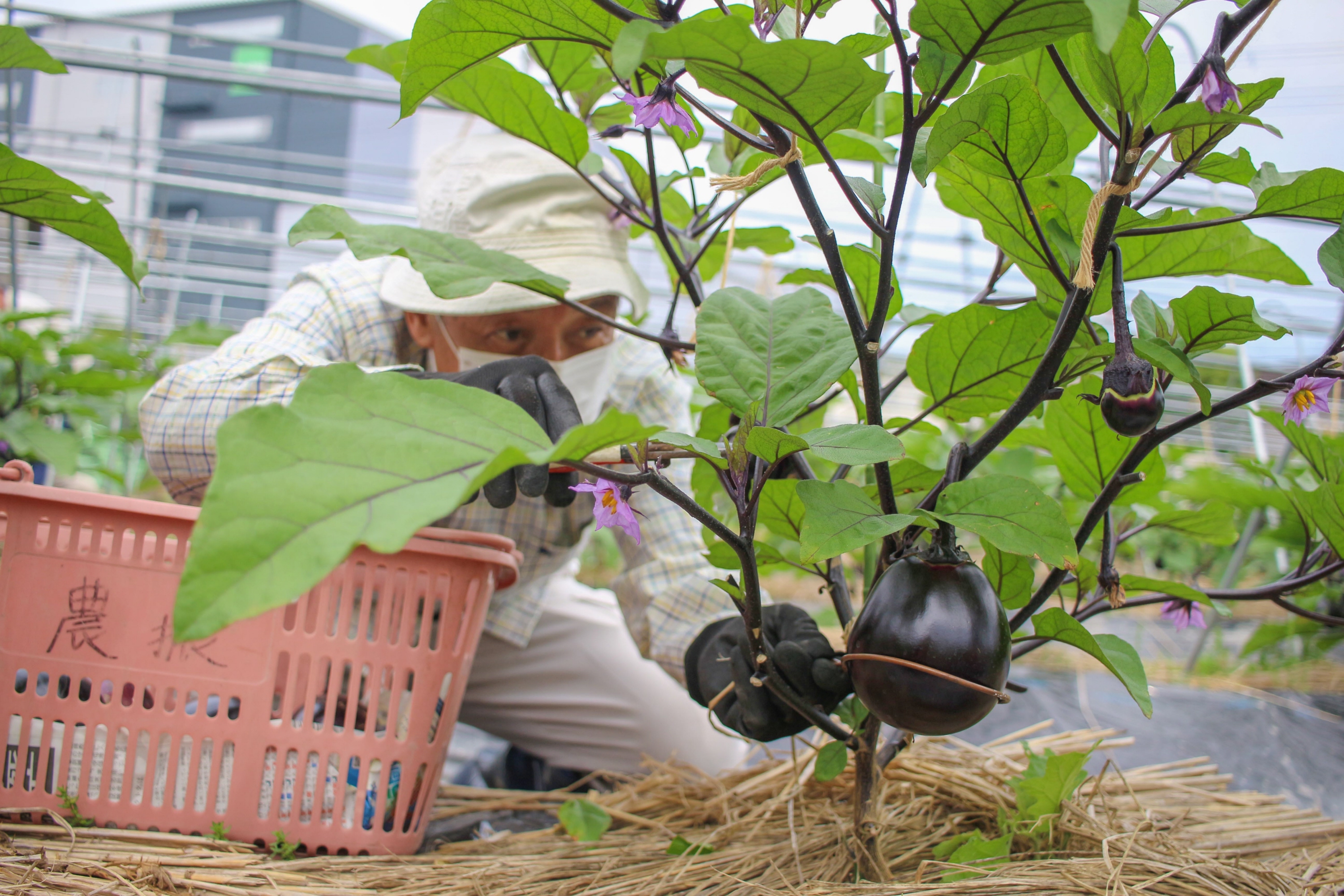 なす なすび atmos and adidas Continue ZX8000 Collab with ZX9000-Inspired