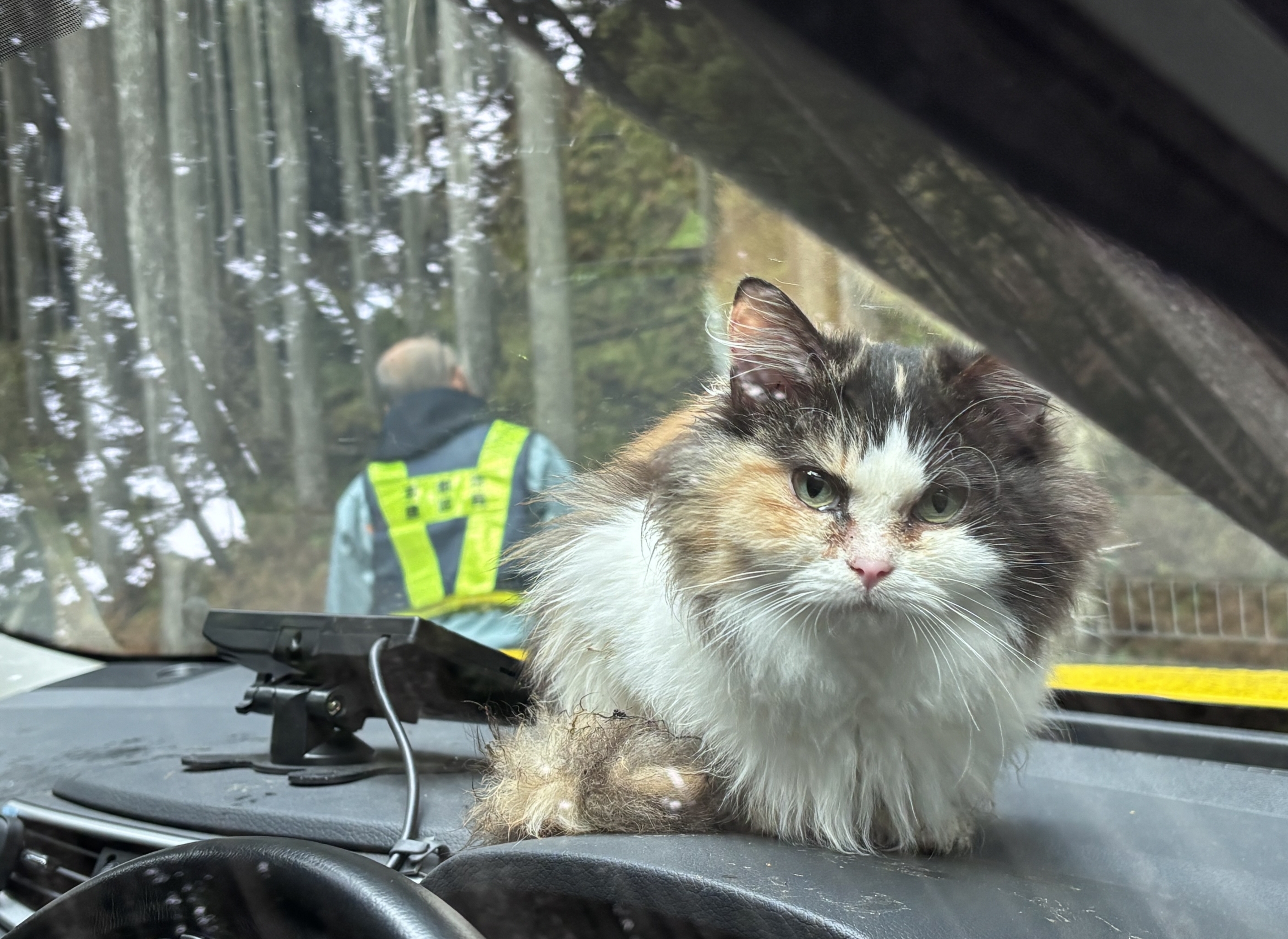 猫村ネコ★断捨離中！値段交渉歓迎 危険な山中に捨てられた猫さん21匹 新たに現れた5匹…京都の「事件」の
