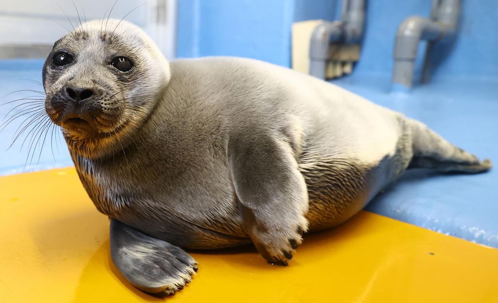 ぼくに名前つけて 鳥羽水族館 赤ちゃんアザラシの愛称募集 産経ニュース