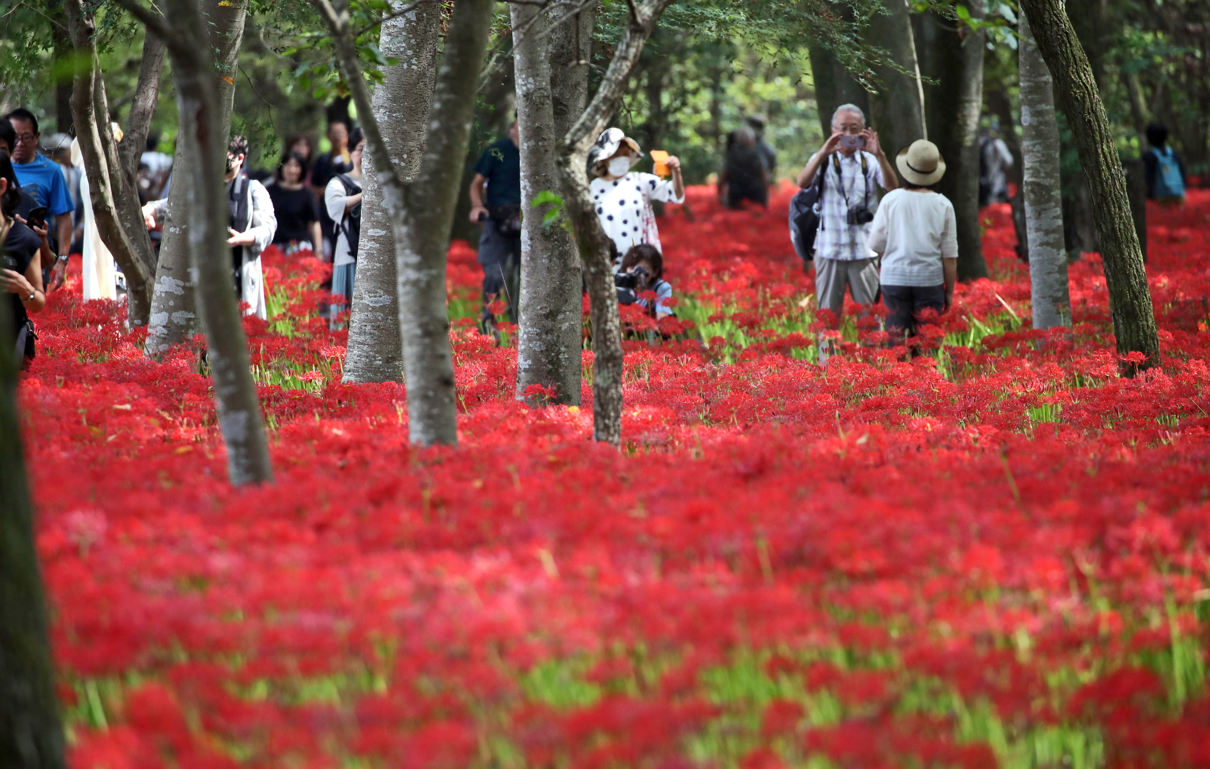 動画】【フォト＆動画】彼岸花のじゅうたん 埼玉・日高市 - 産経ニュース